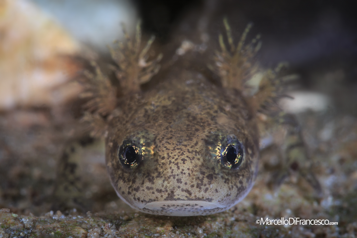 Salamandra Salamandra