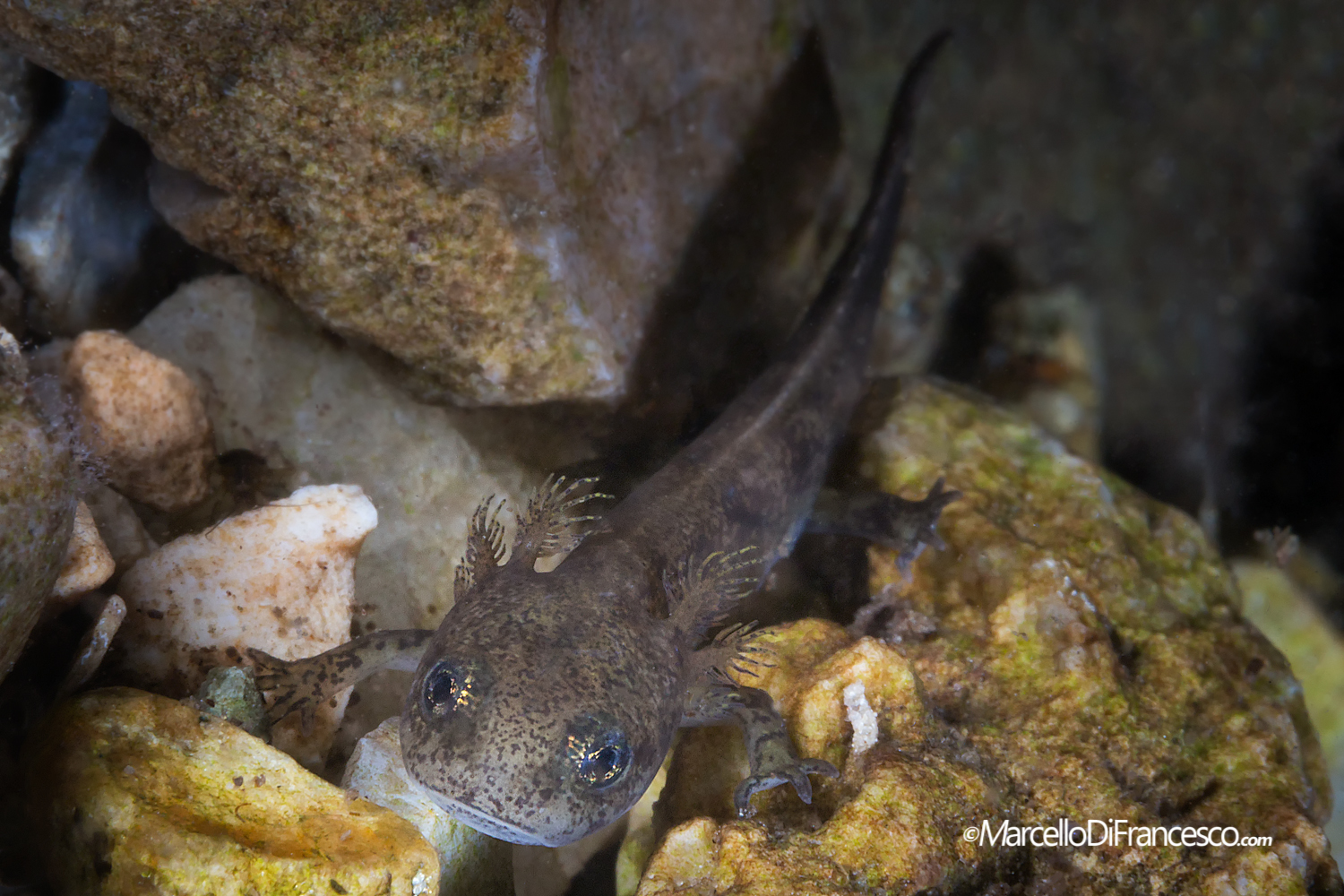 Salamander Salamandra