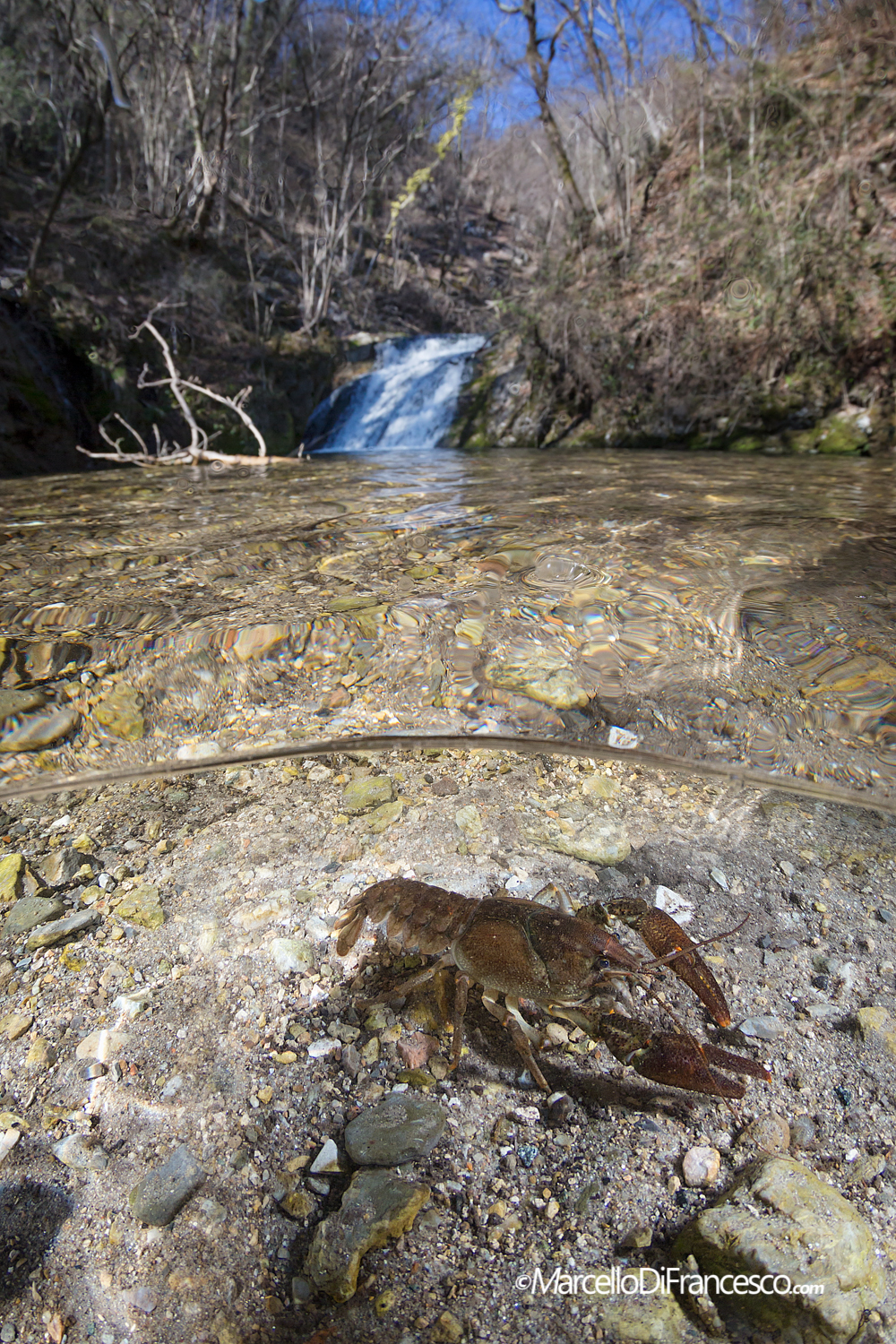 Gambero di Fiume (Habitat)