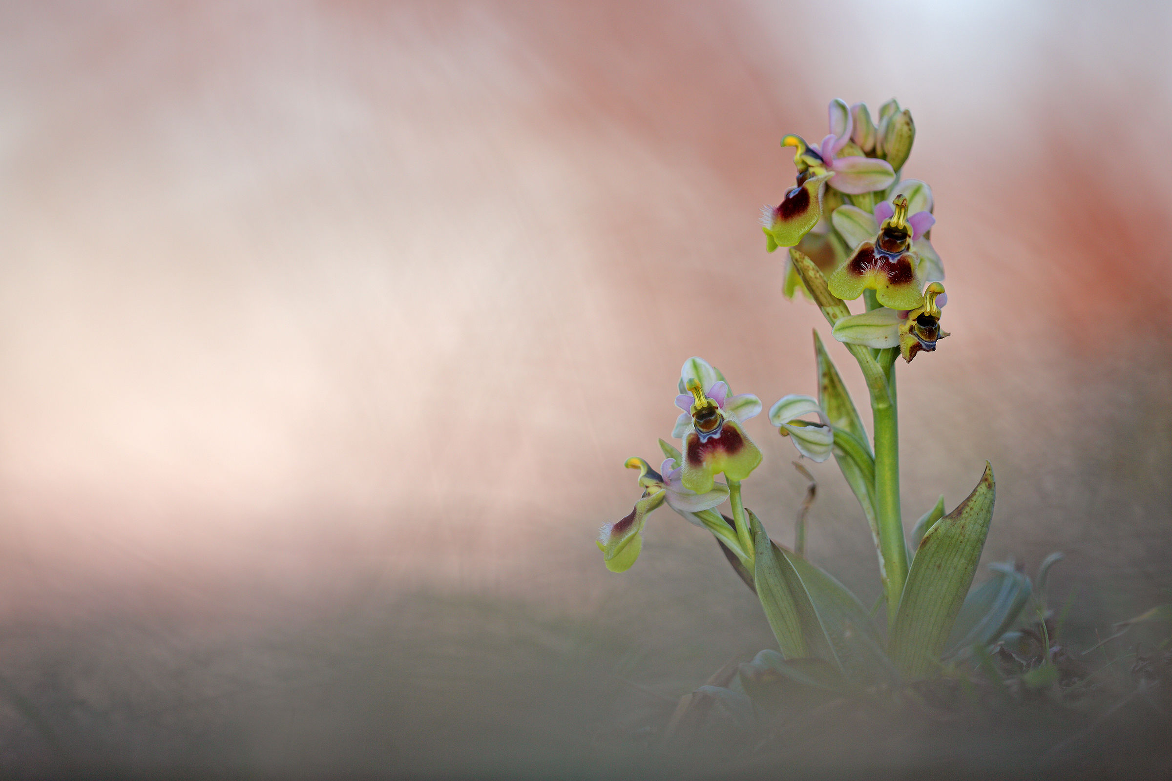 Ophrys tenthredinifera subsp. neglecta