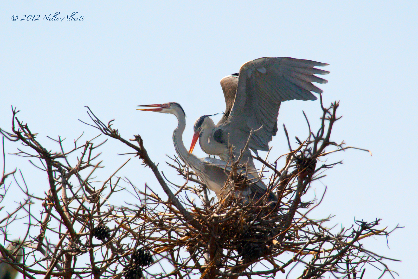 cenerini in accoppiamento