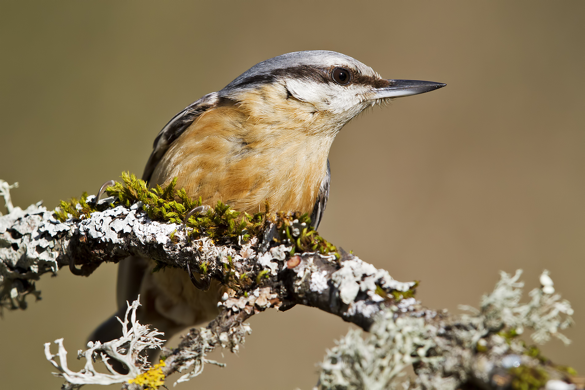 Picchio muratore no crop