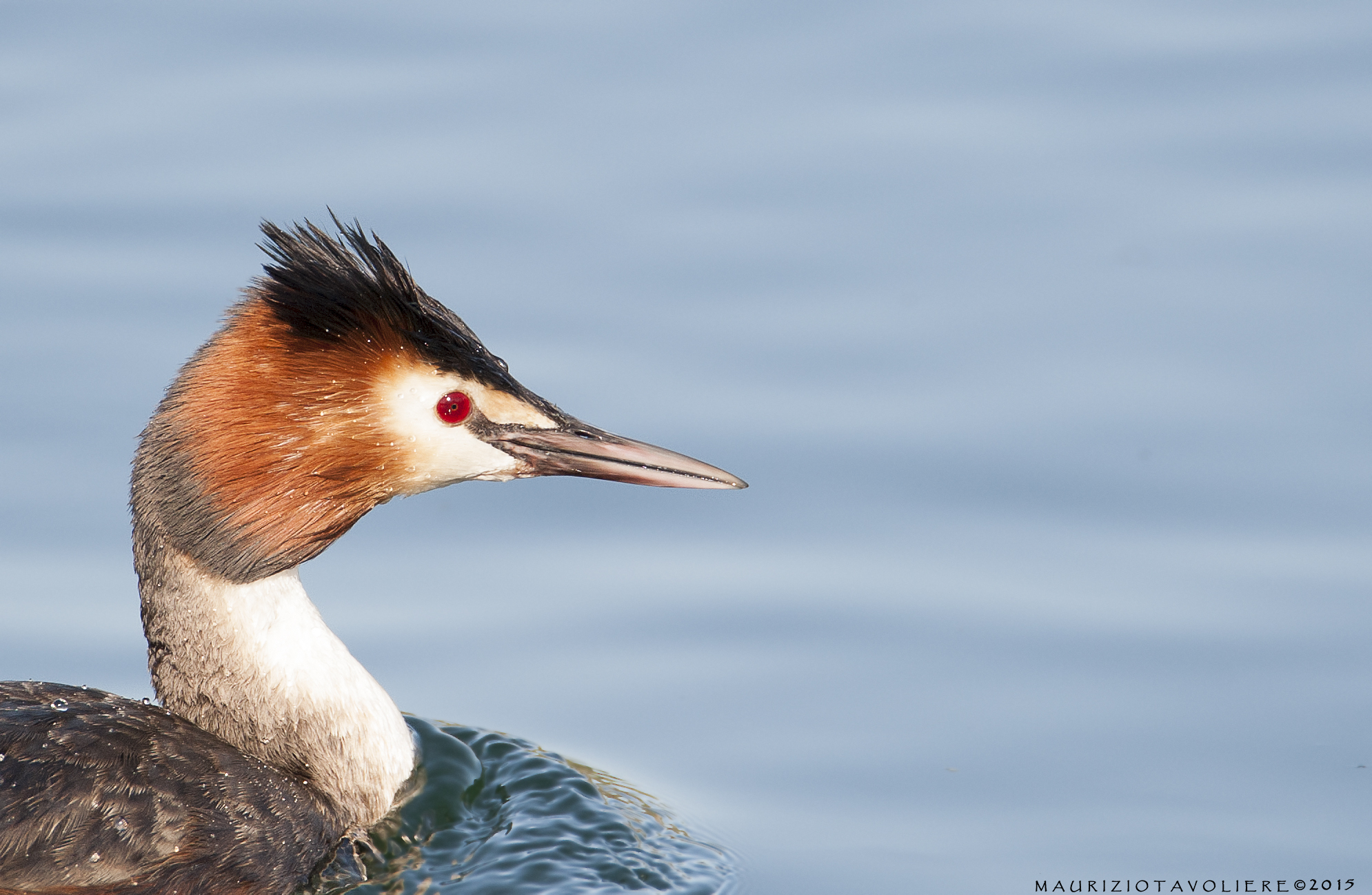 Grebe walking ..