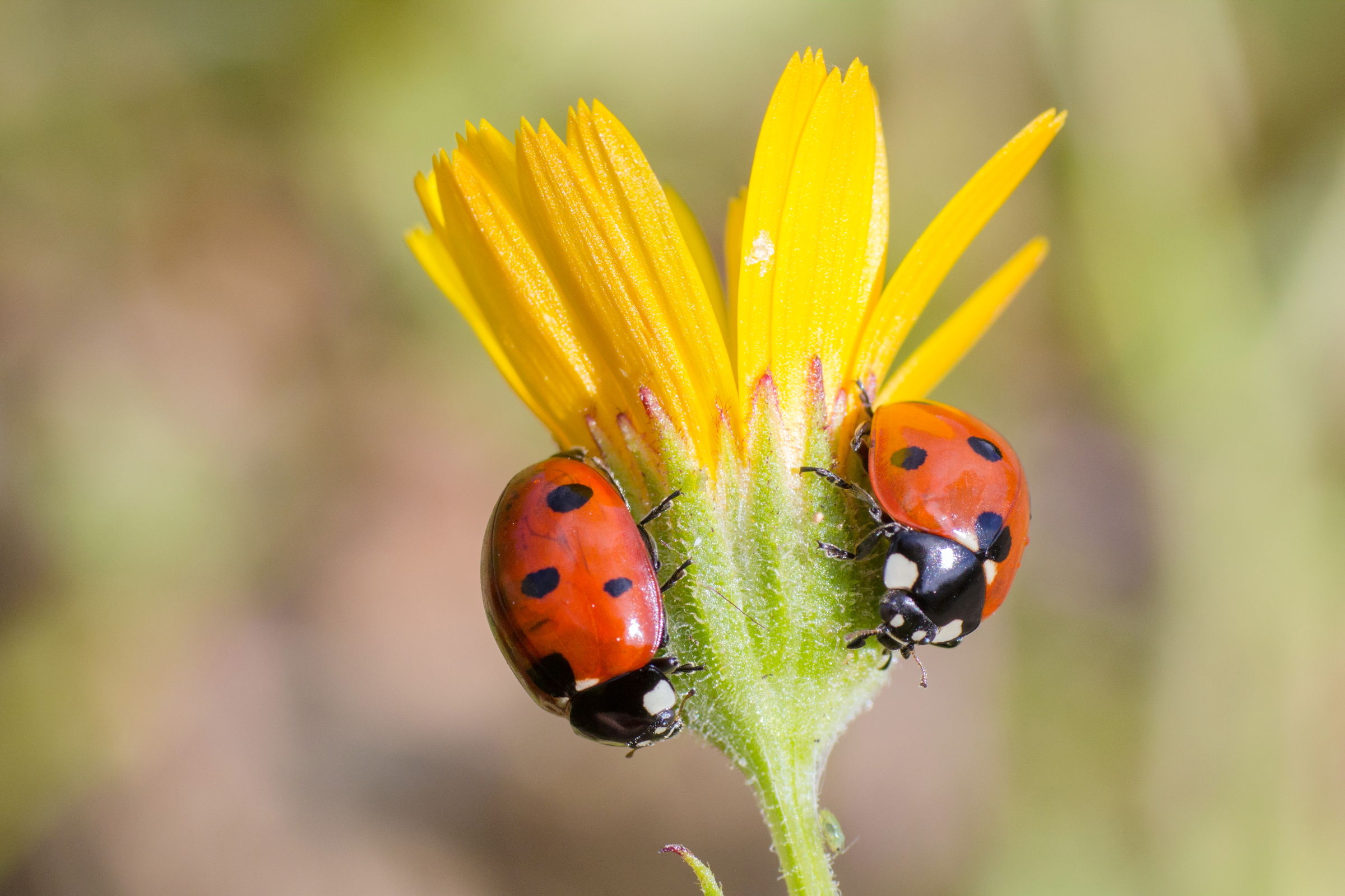 In couple on the flower