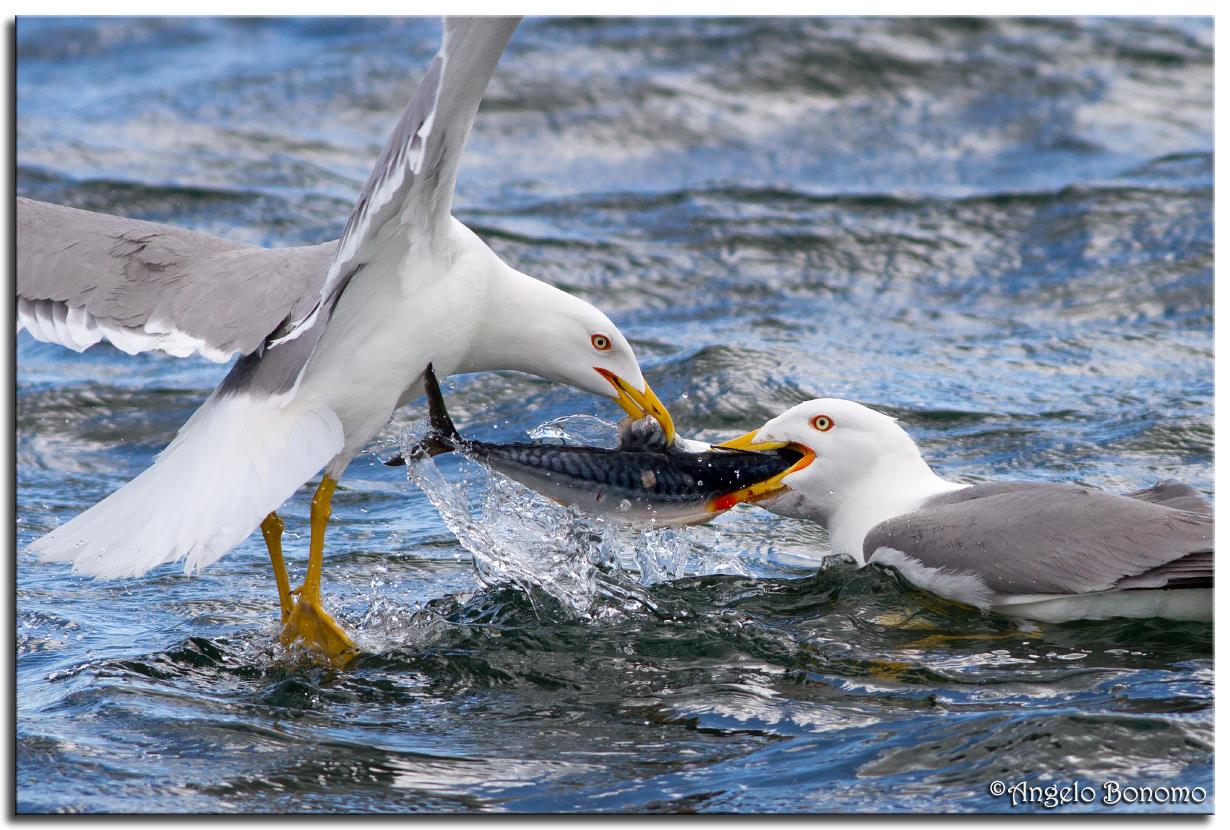 1 mackerel for 2 seagulls ..
