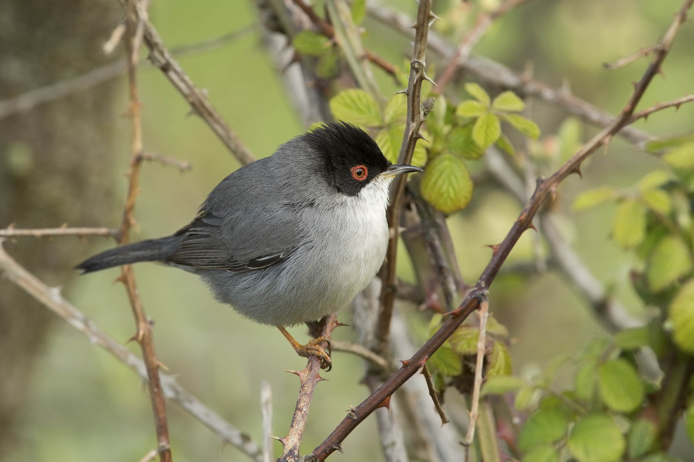 che palla!!!  devo mettermi a dieta
