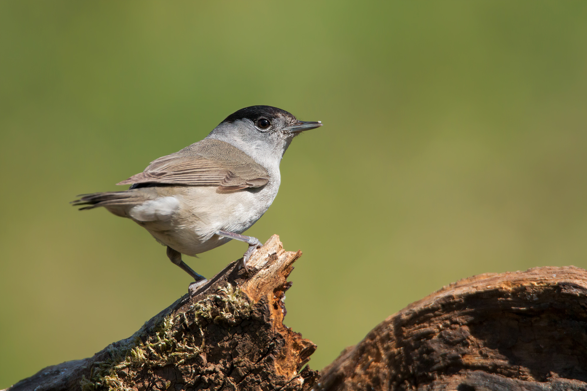 Blackcap