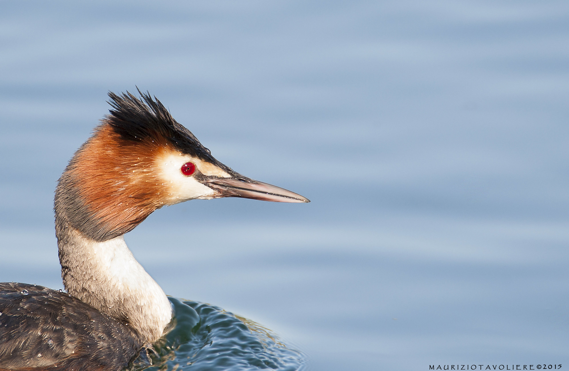 Grebe walking .. (Correct)