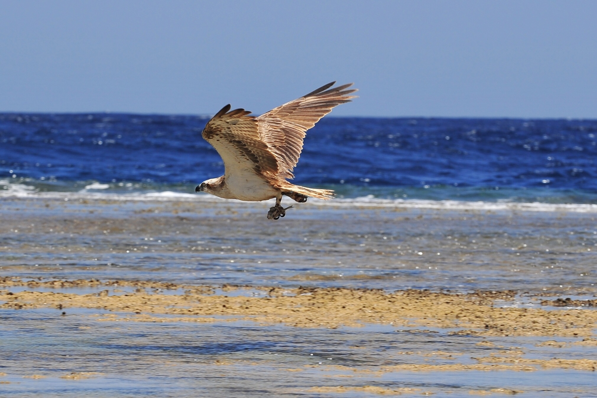 Falco pescatore con preda