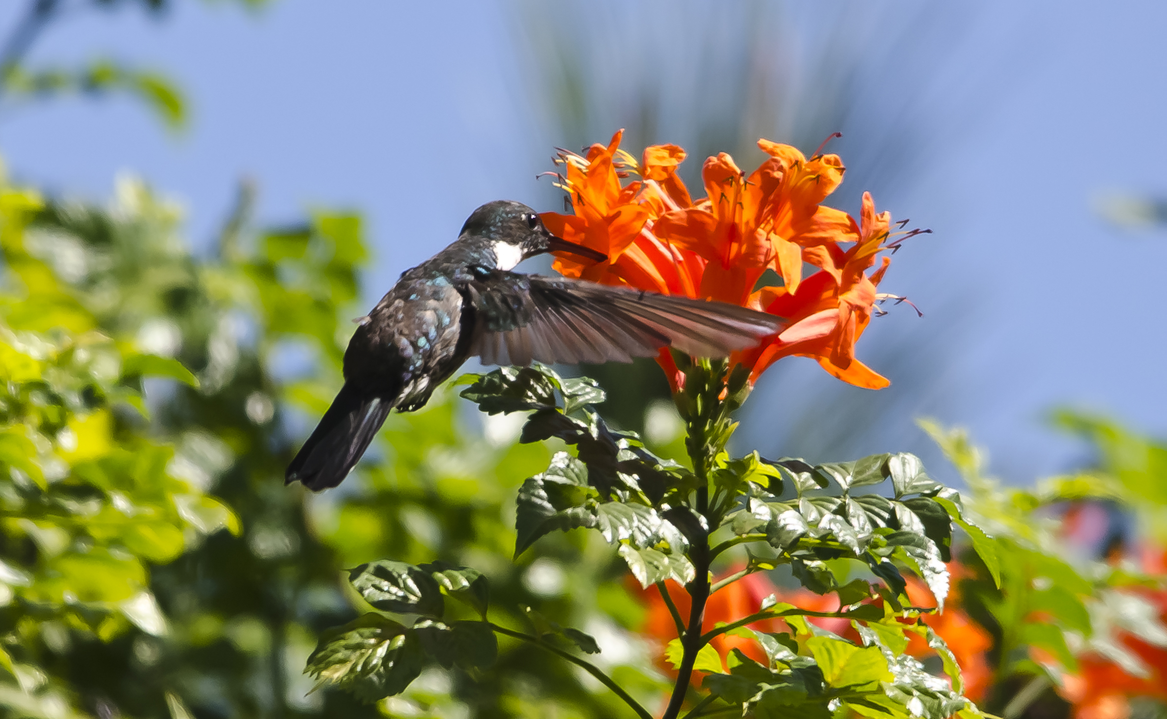 colibri collo bianco
