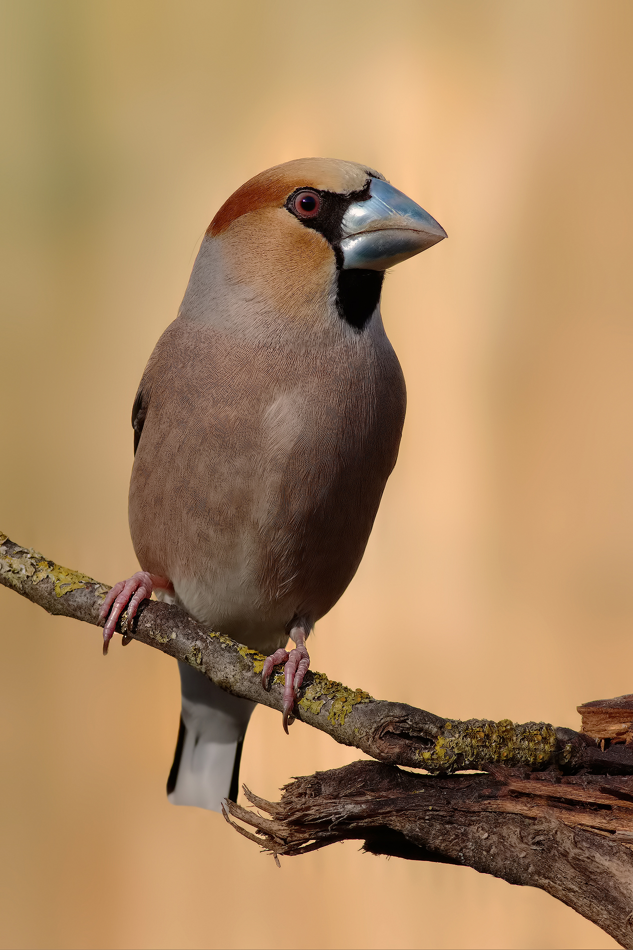 Recovery Hawfinch