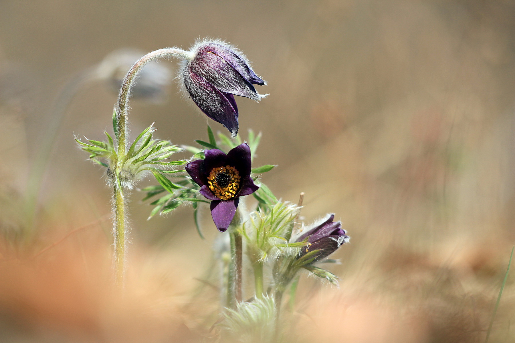 Pulsatilla montana