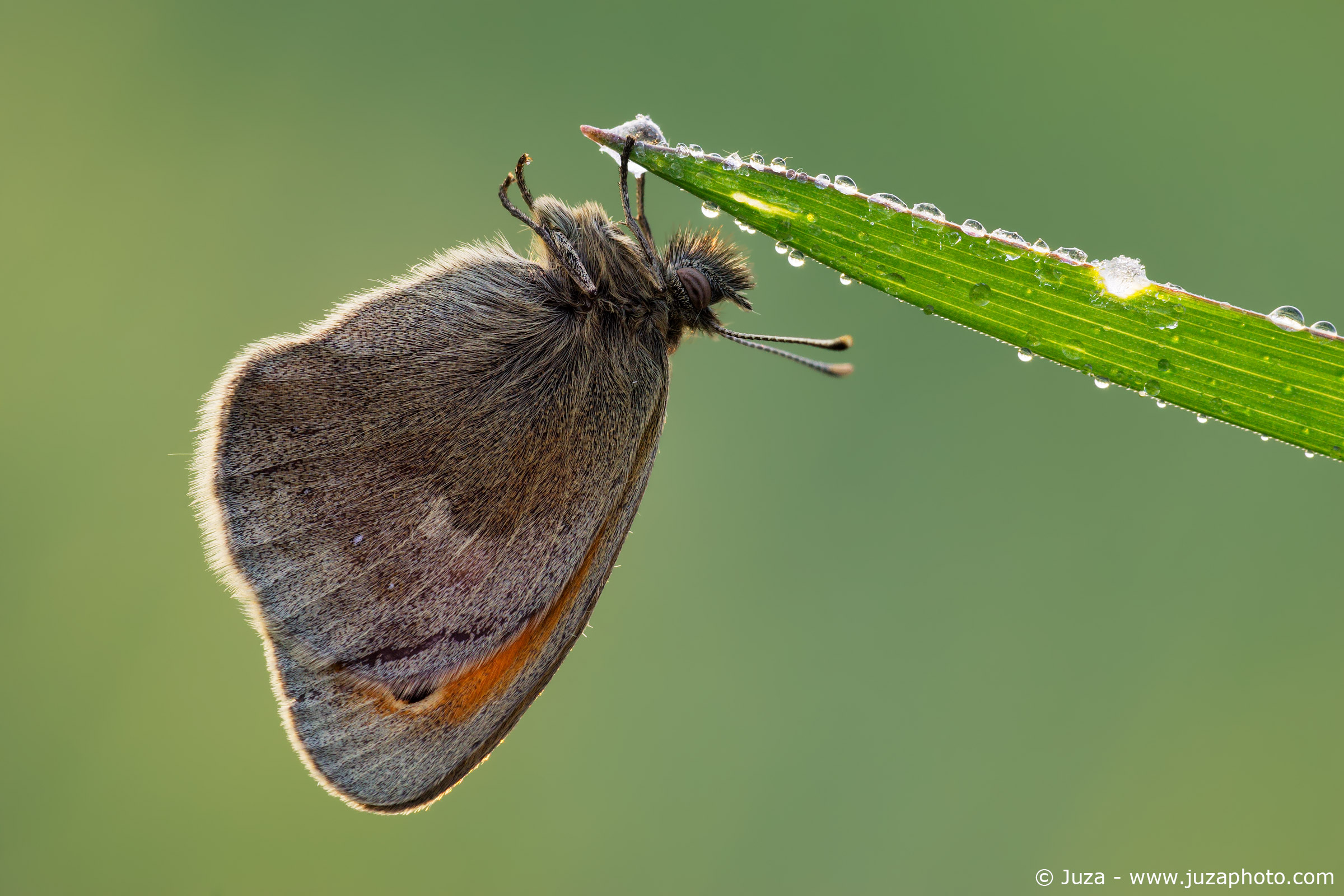 Coenonympha pamphilus in controluce