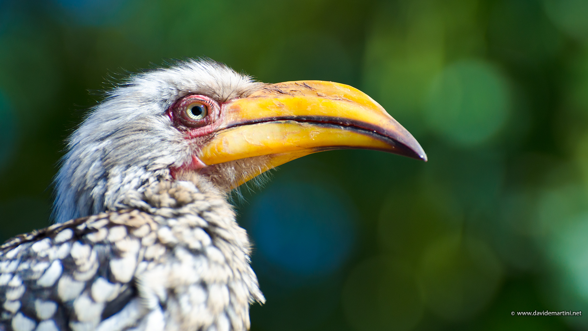 Southern yellow-billed hornbill (knp, South Africa)