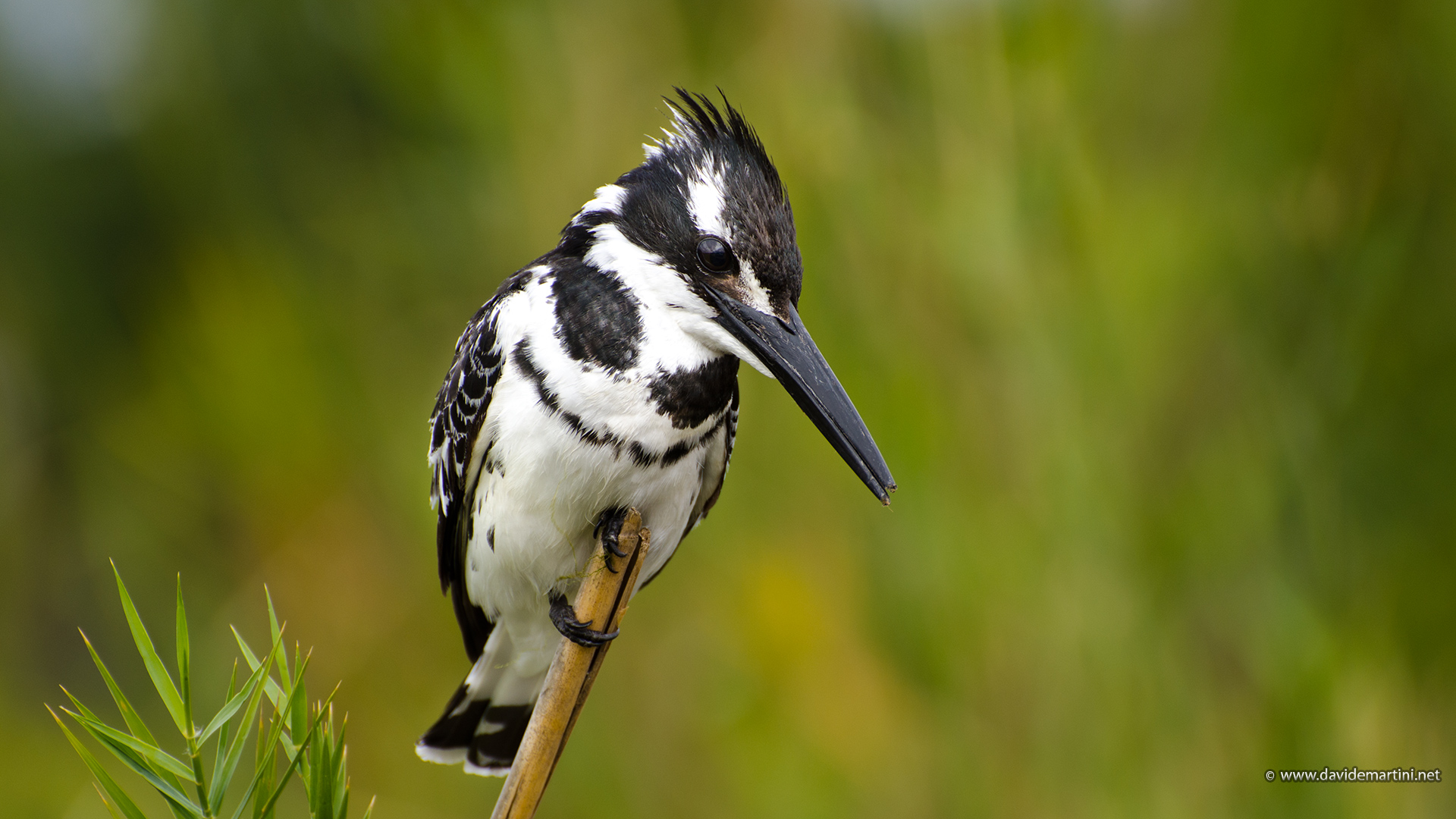 Ceryle rudis (knp, South Africa)