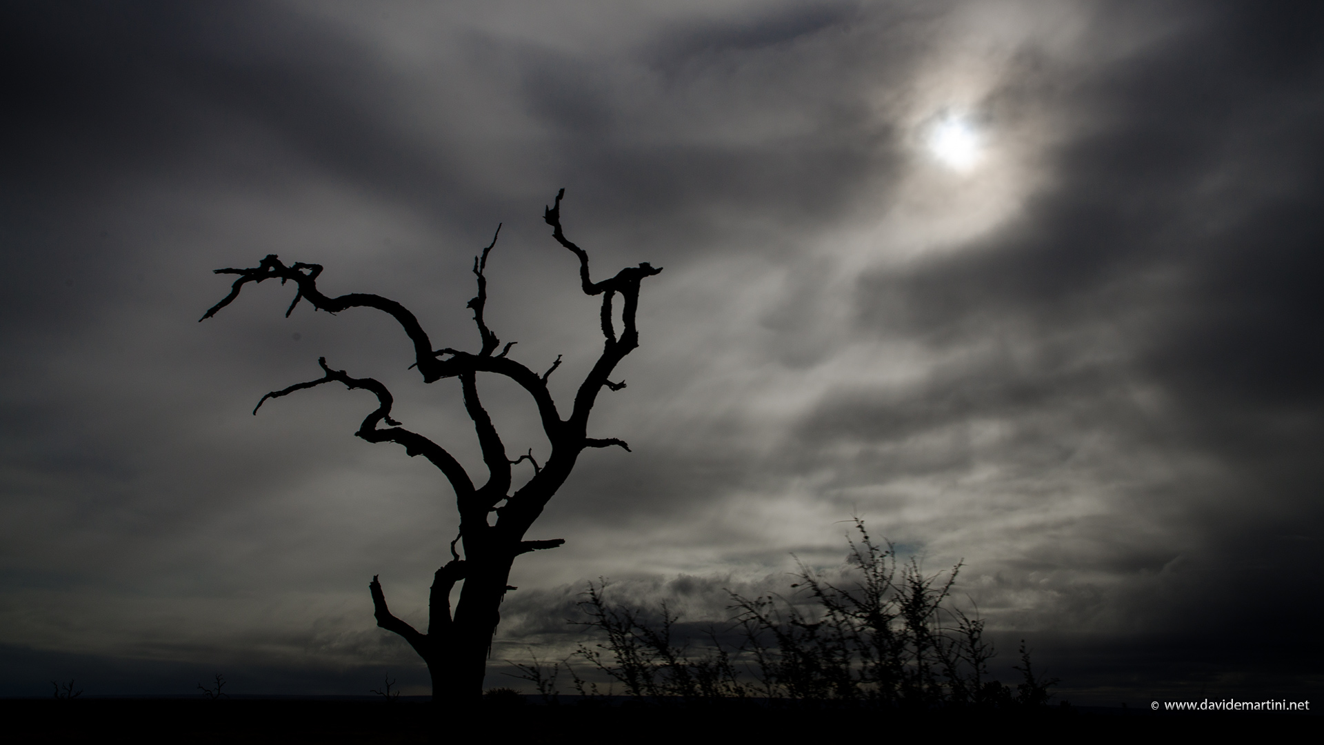 Tree in the dark (knp, South Africa)