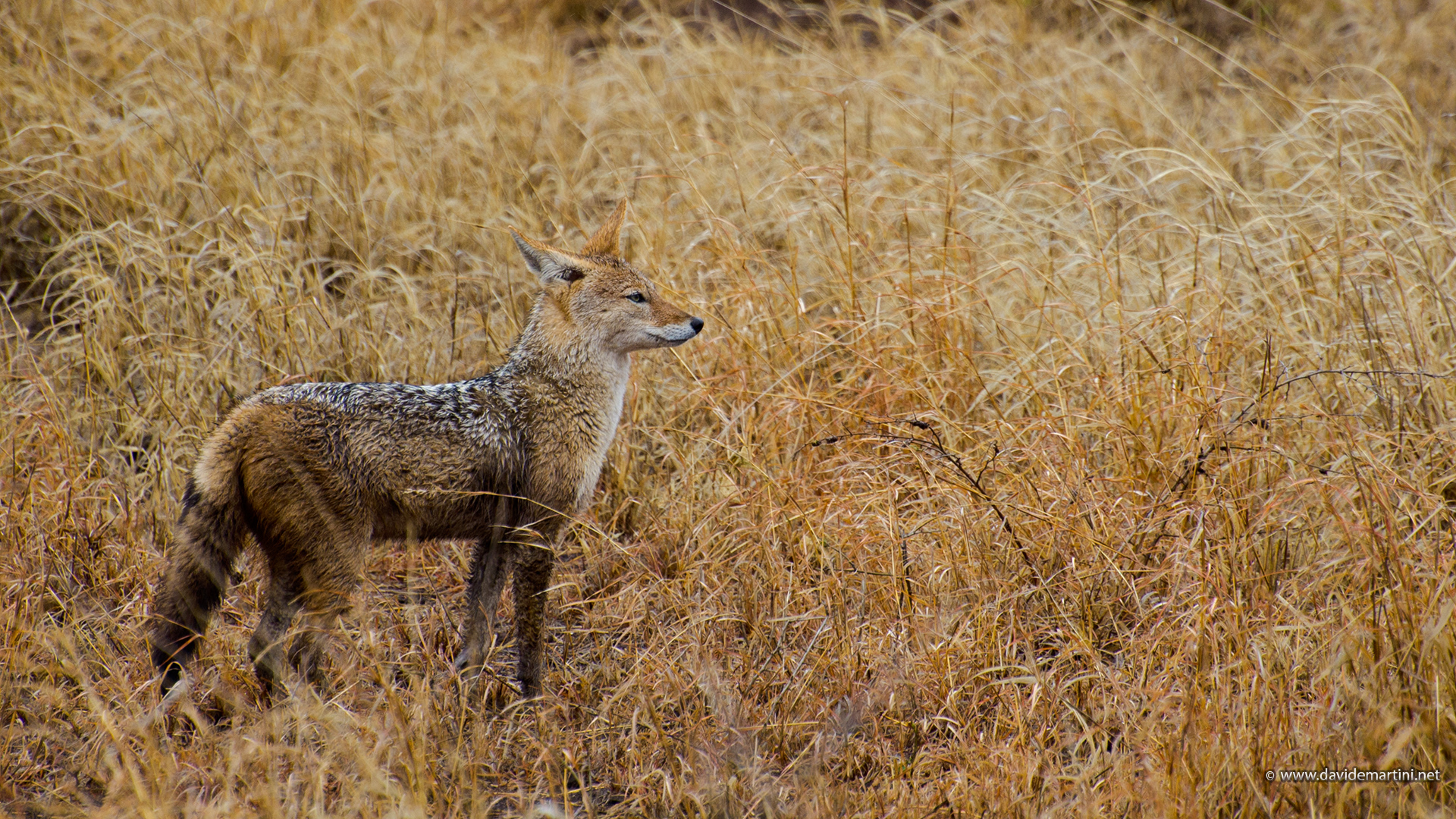 Jackal (knp, South Africa)