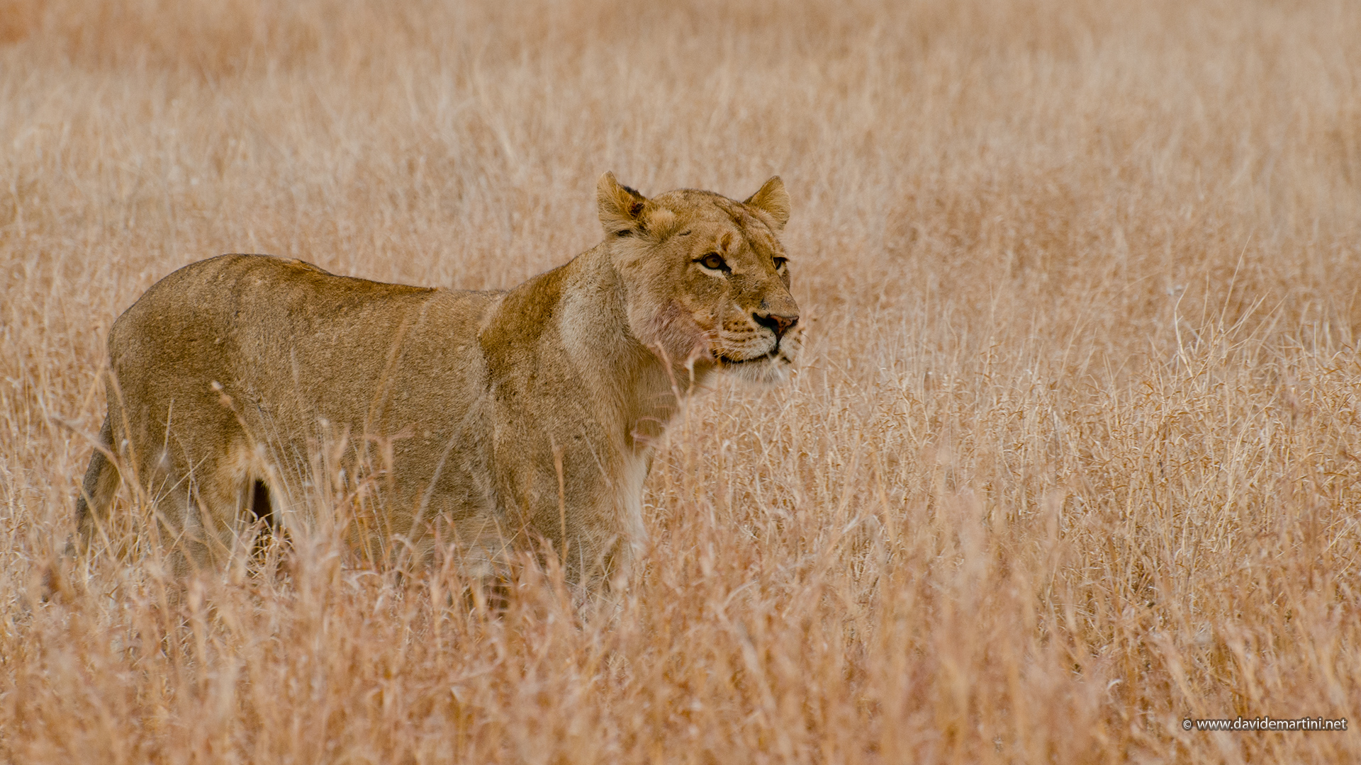 Lioness hunting (knp, South Africa)