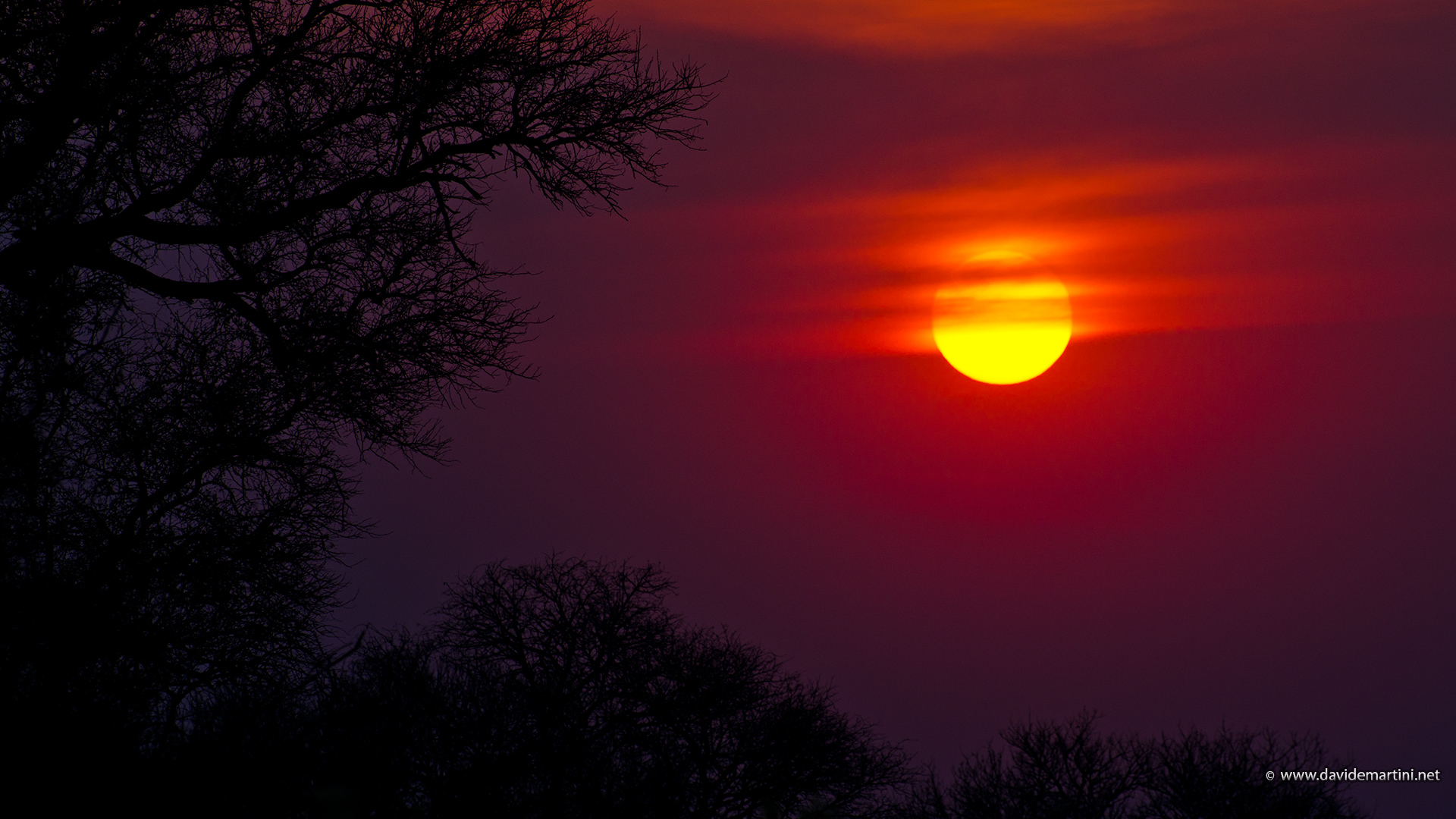 Red sunshine (knp, South Africa)