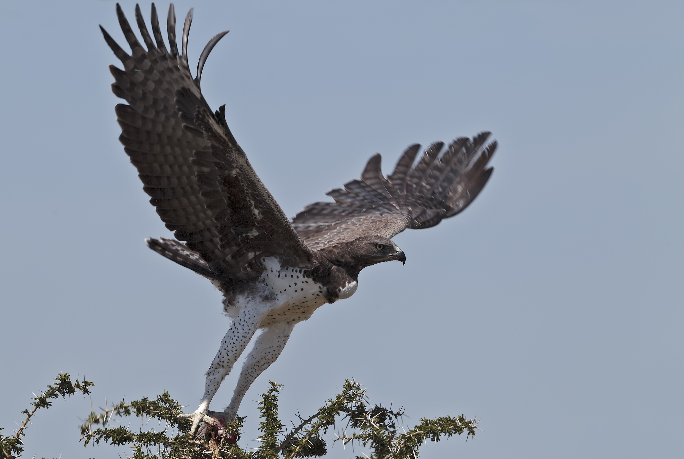 Martial Eagle