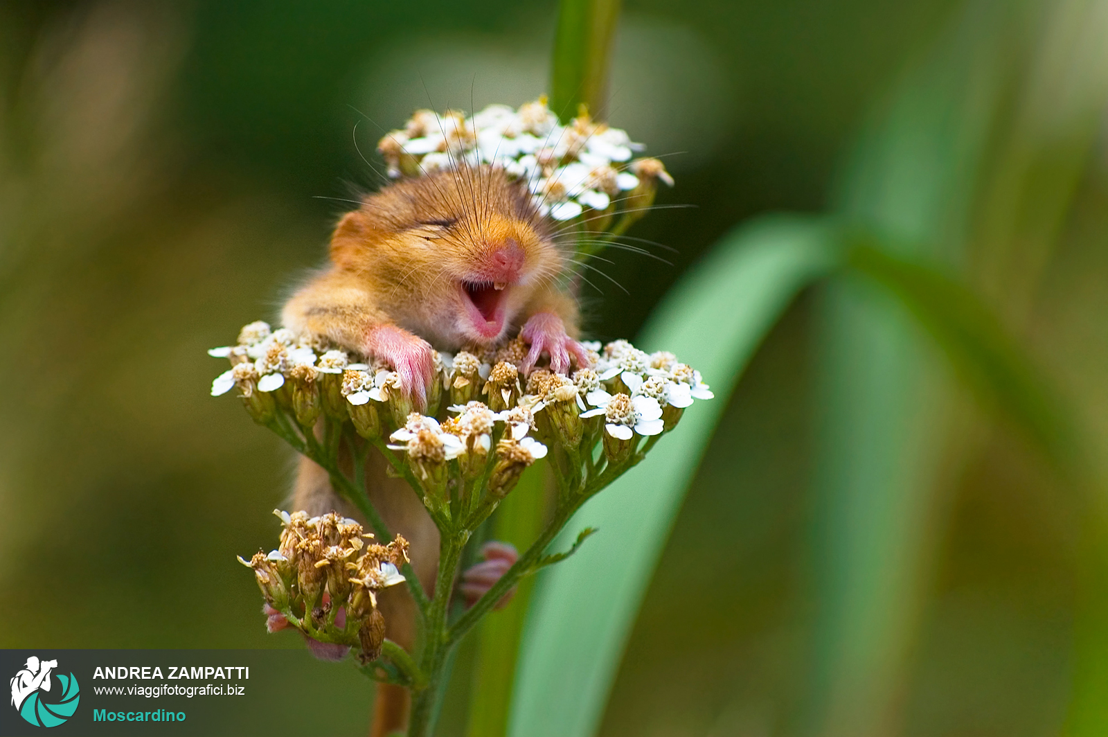 Moscardino (muscardinus avellanarius)