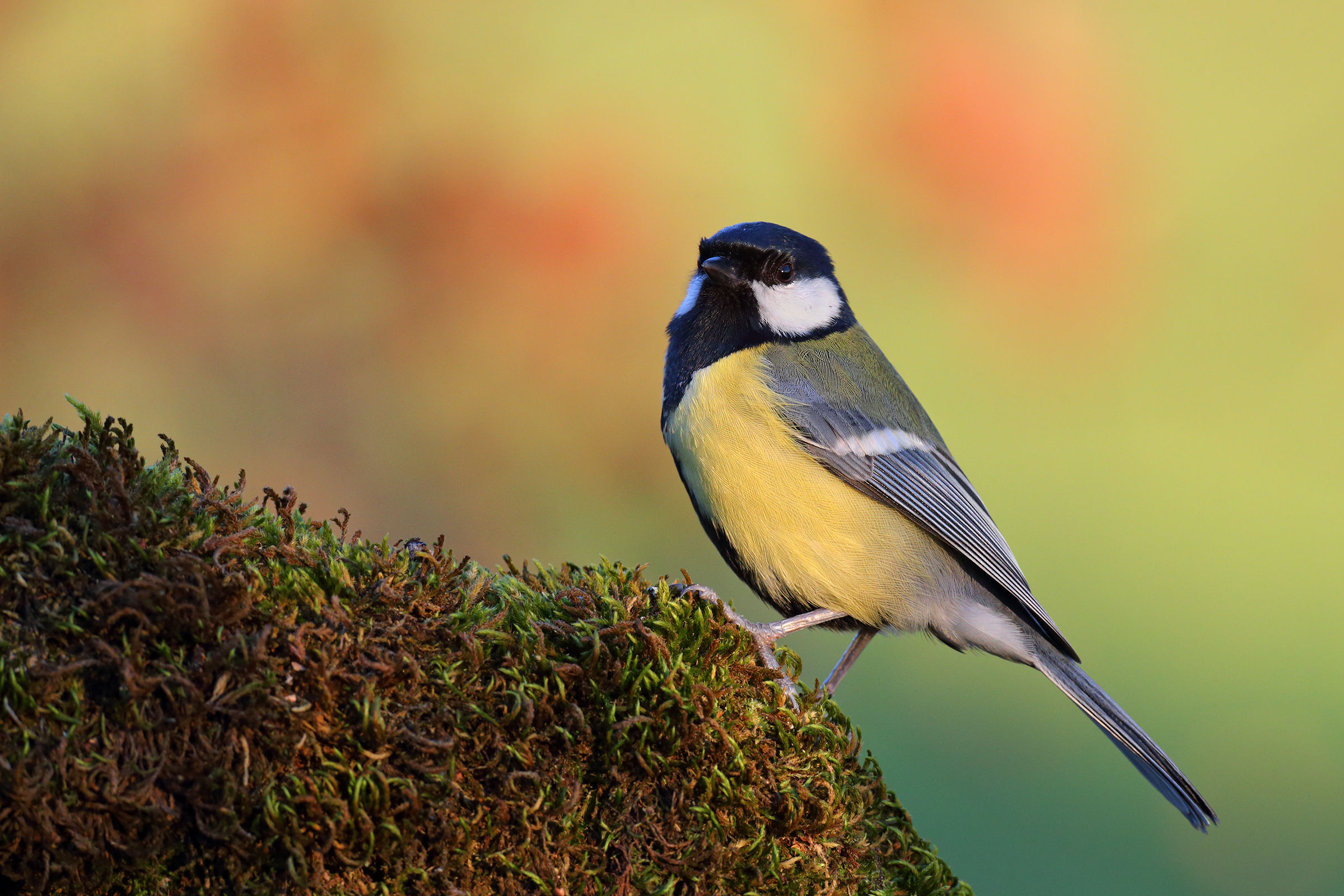 Great Tit