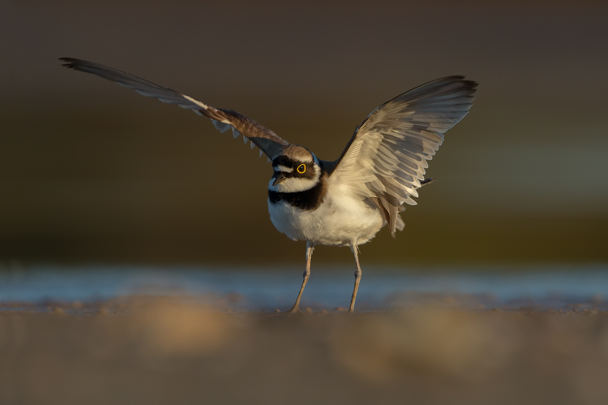 Little Ringed Plover