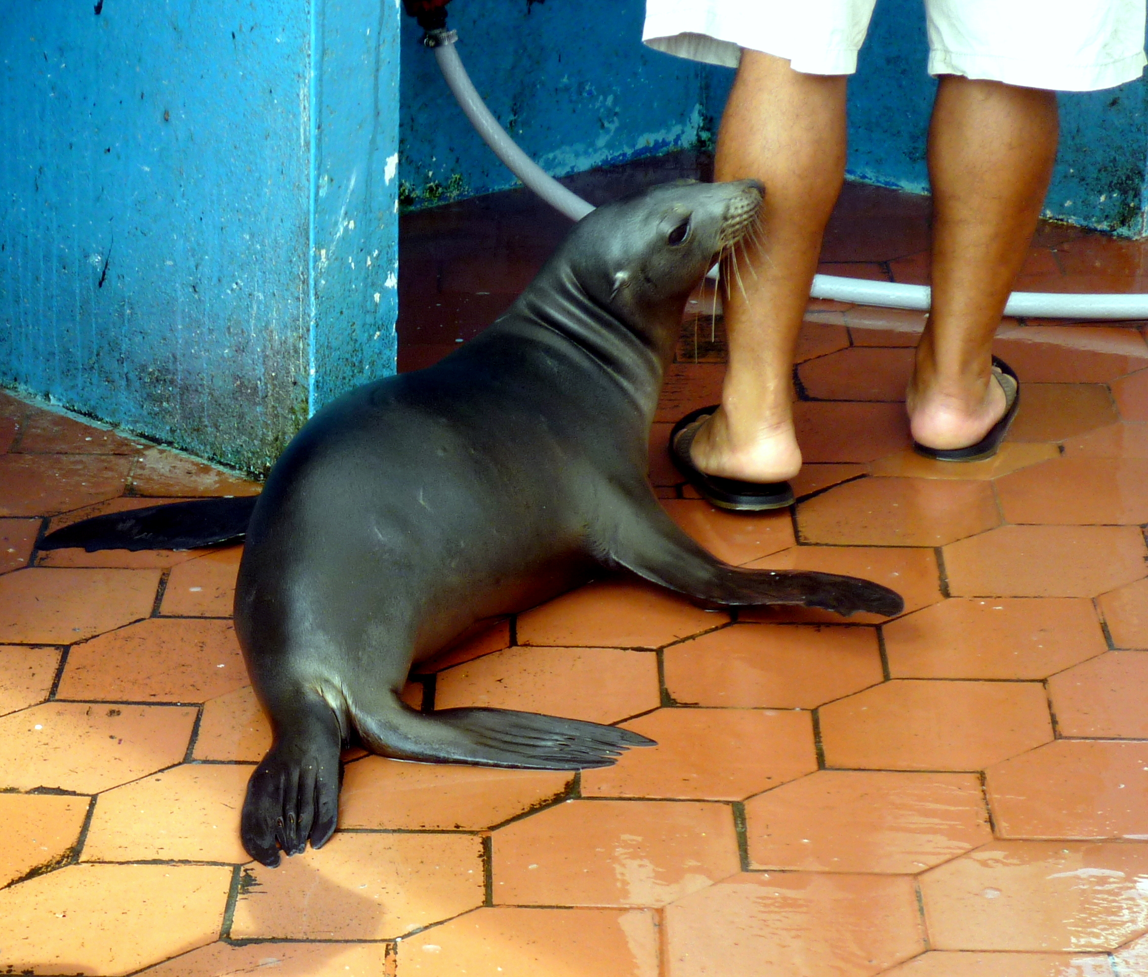 In attesa di un pesciolino