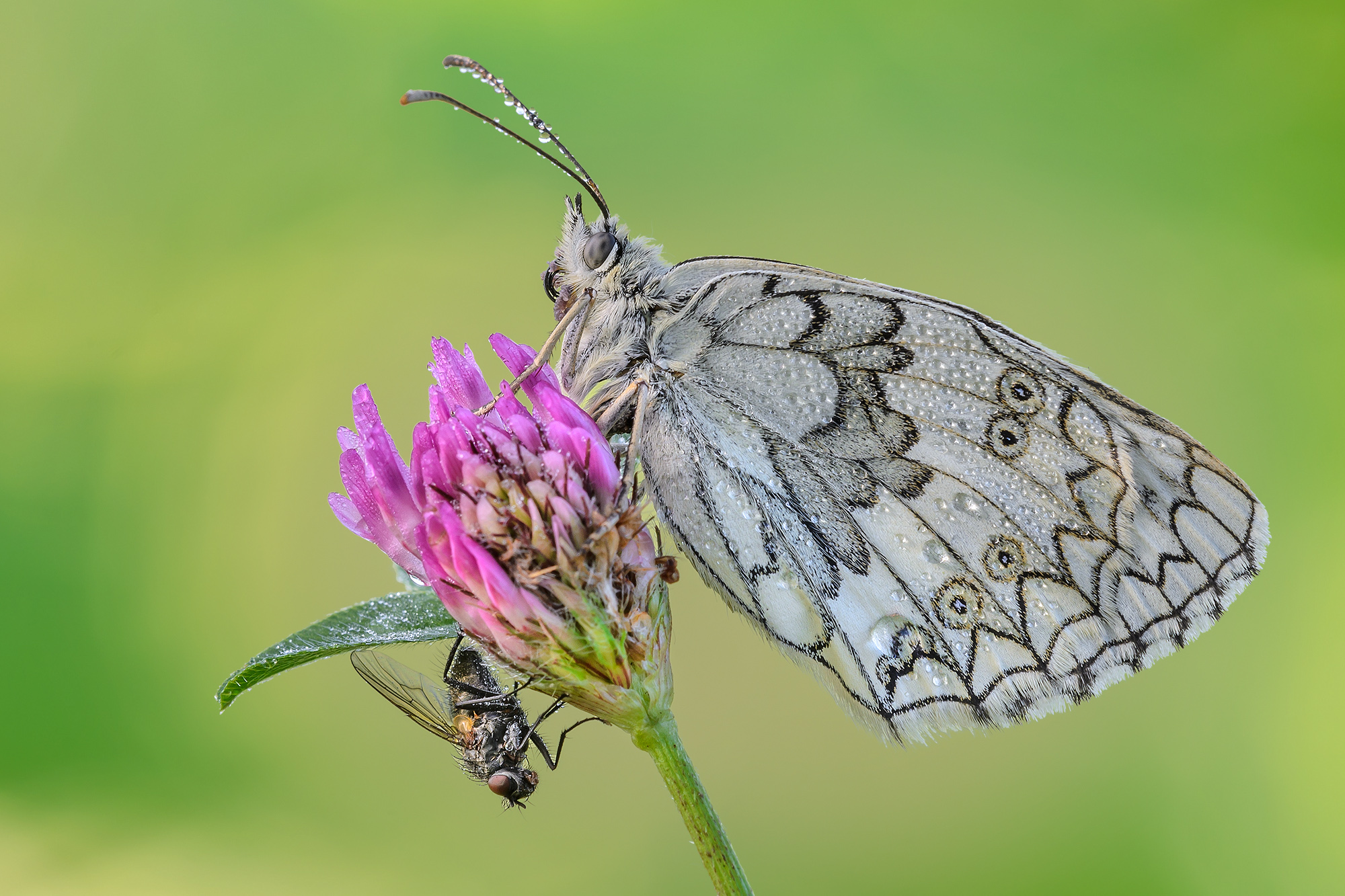 Melanargia Russiae
