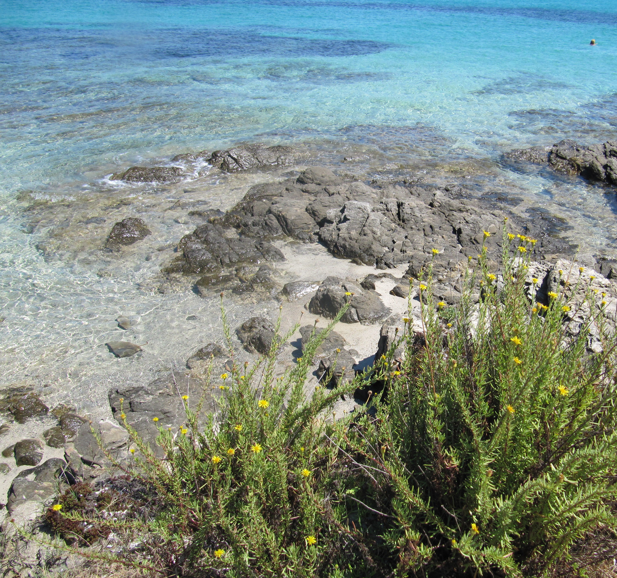 flowers on the beach