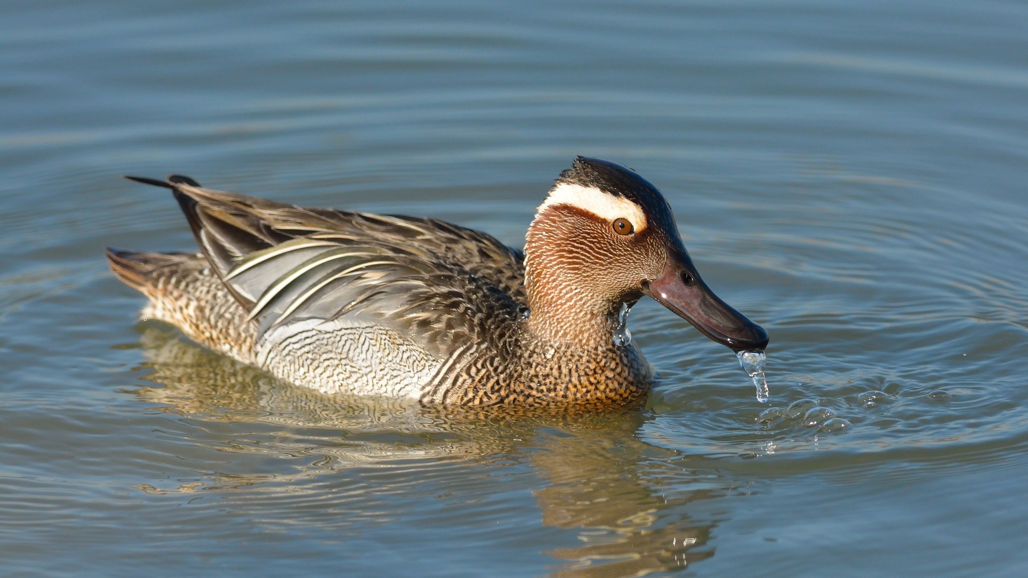 Garganey ...