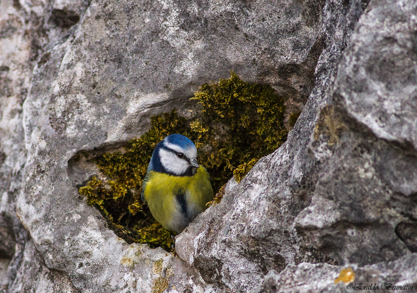 Blue Tit (Parus caeruleus)