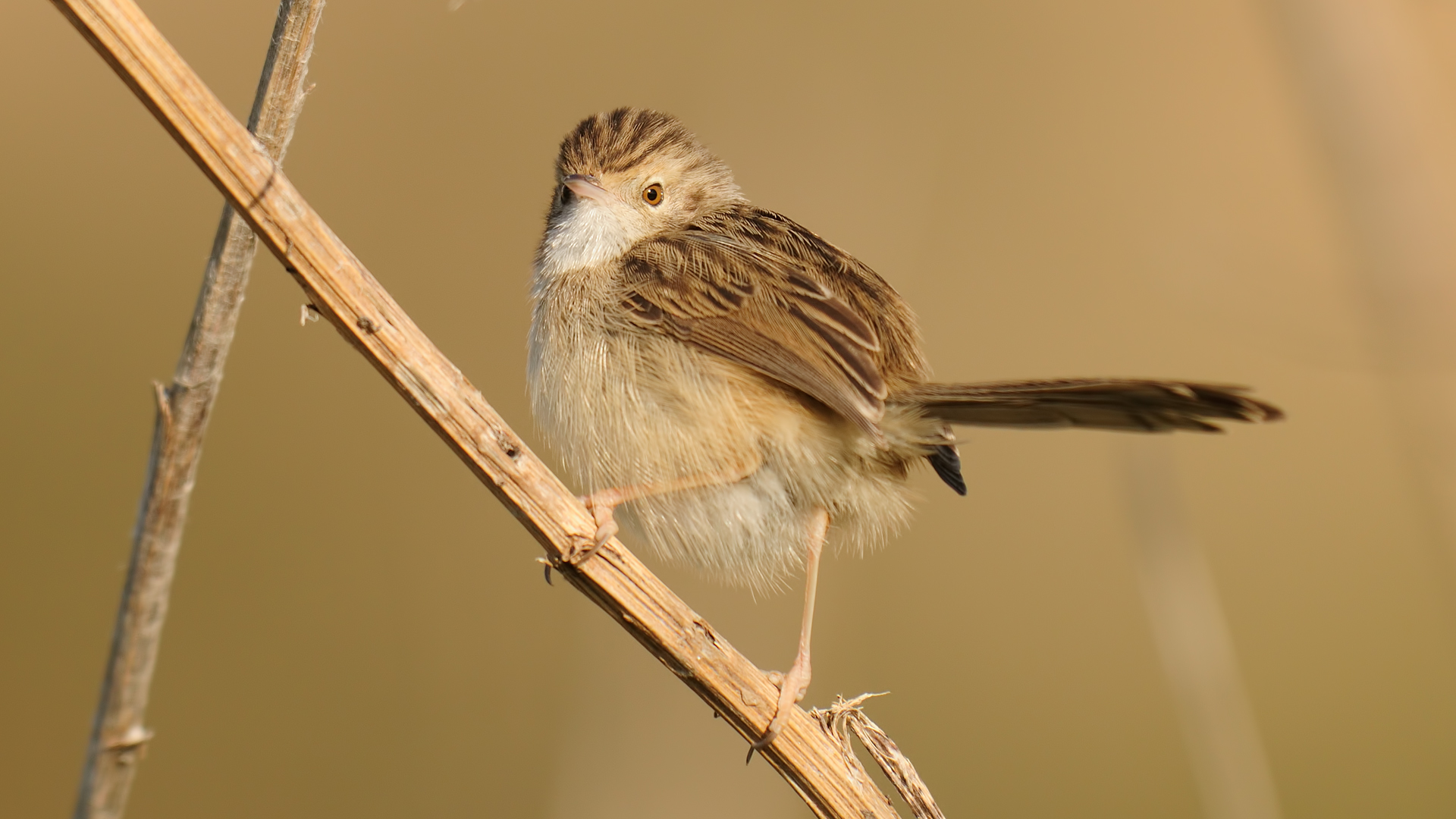 Graceful Prinia »Prinia gracile Adana in Turchia