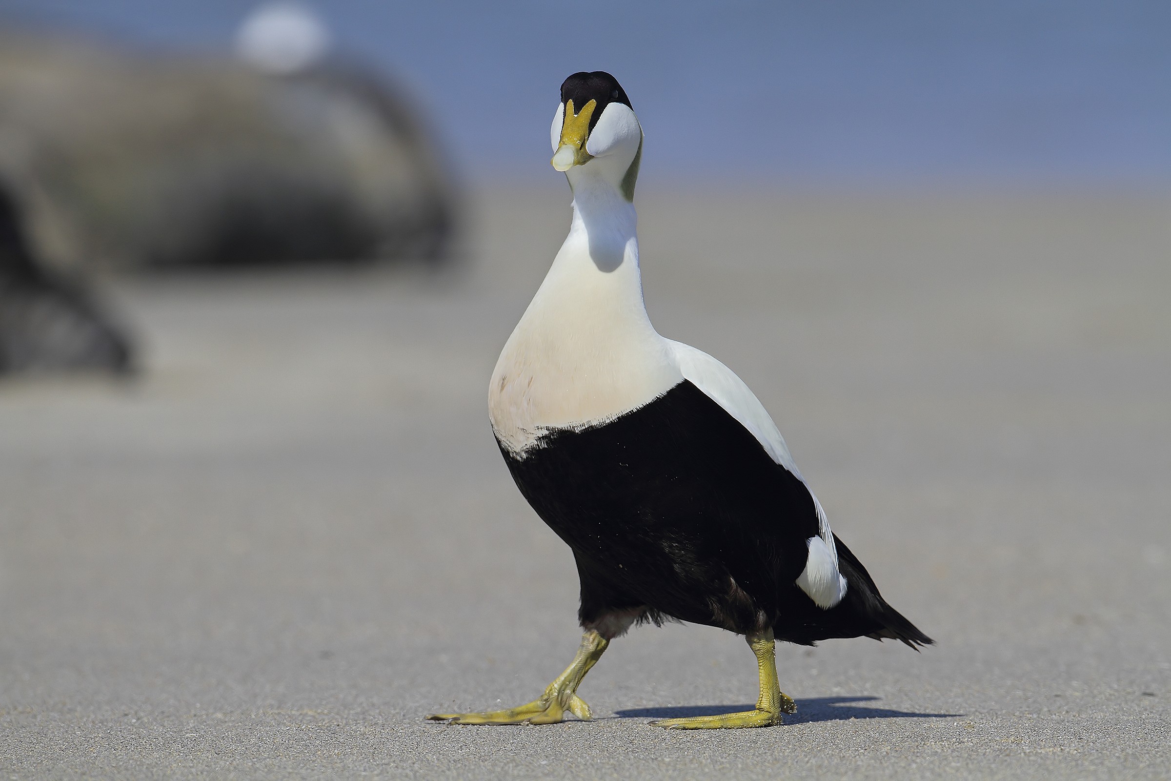 Somateria mollissima