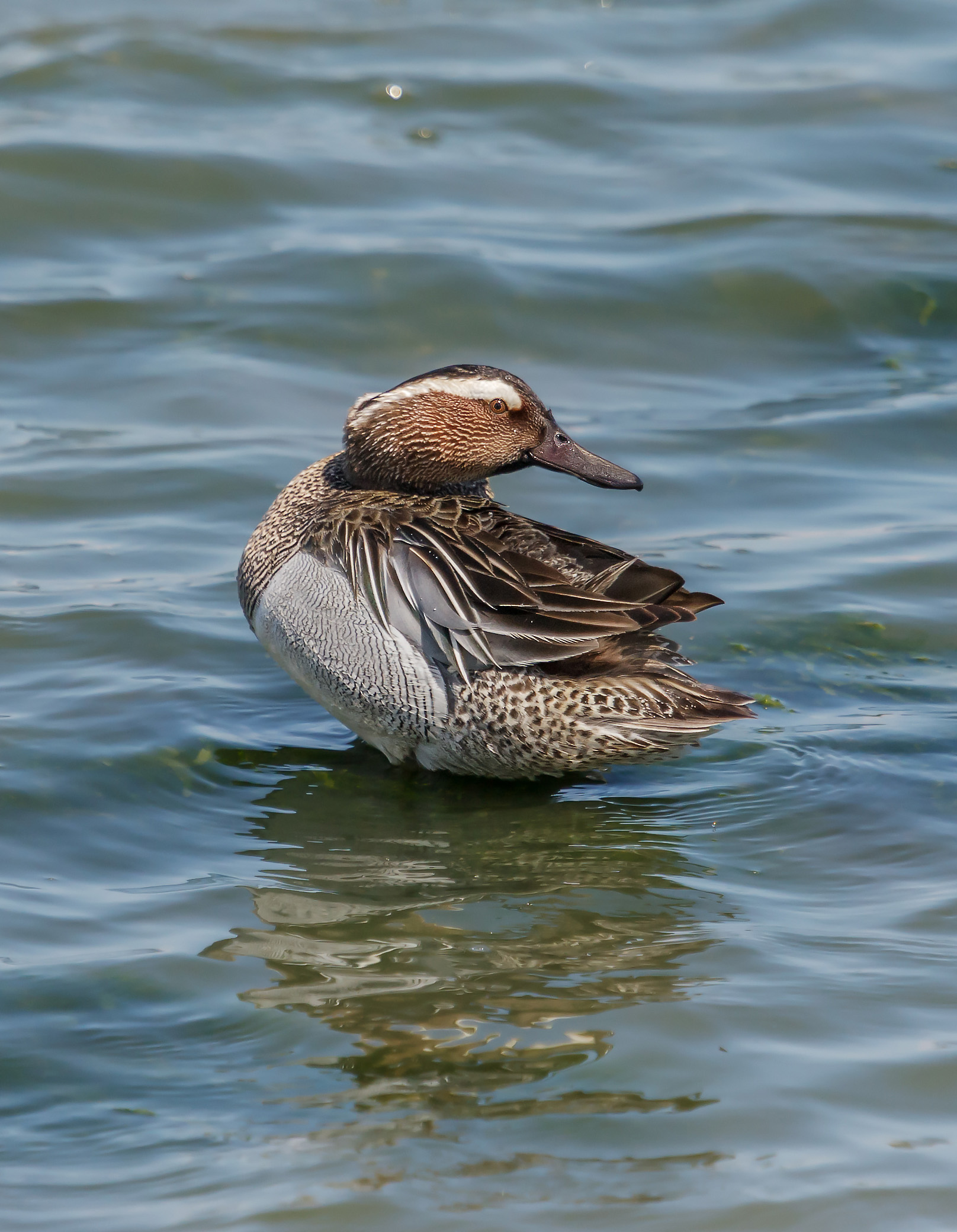 Garganey ...