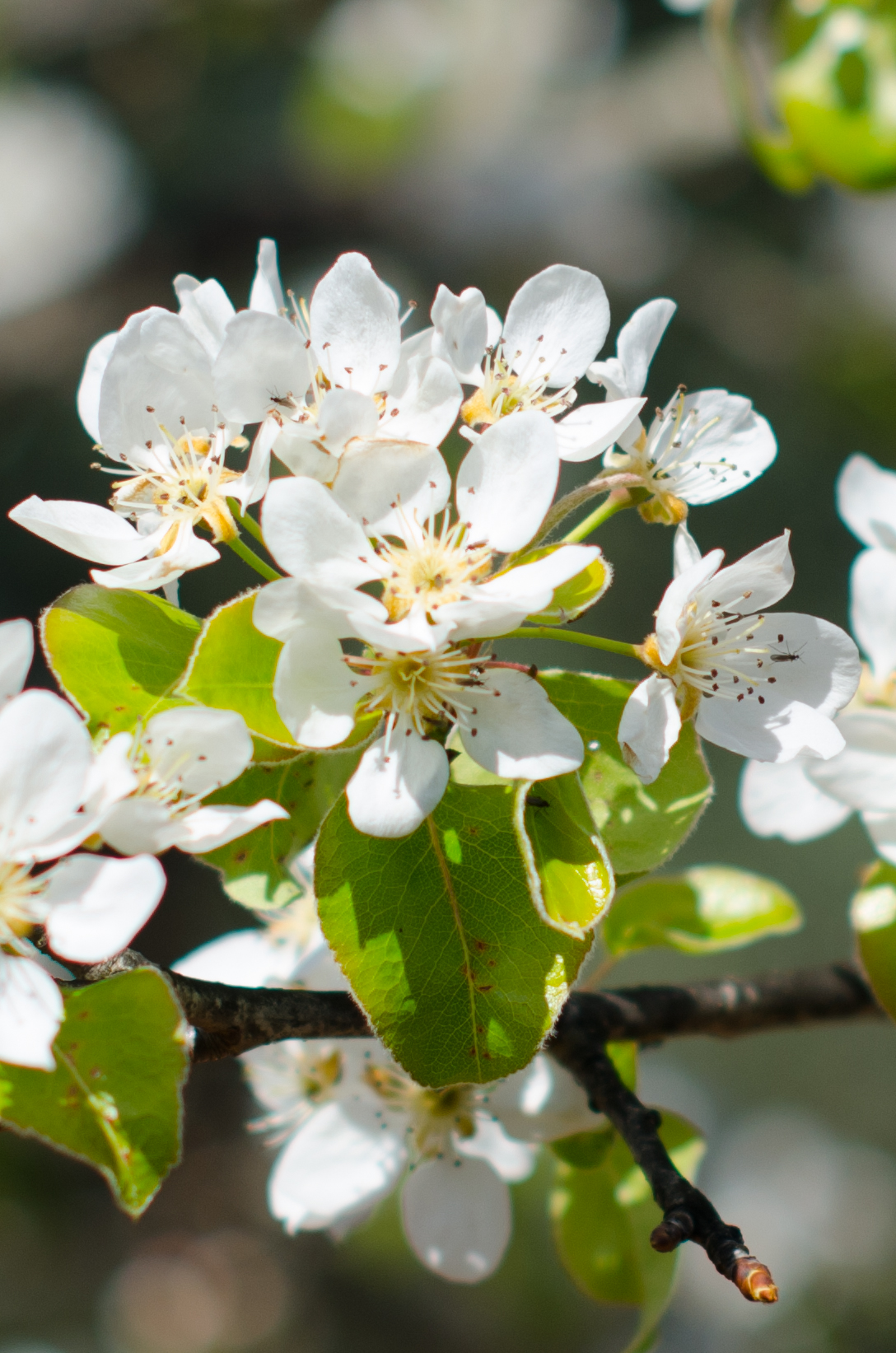 Flowering of a pear tree