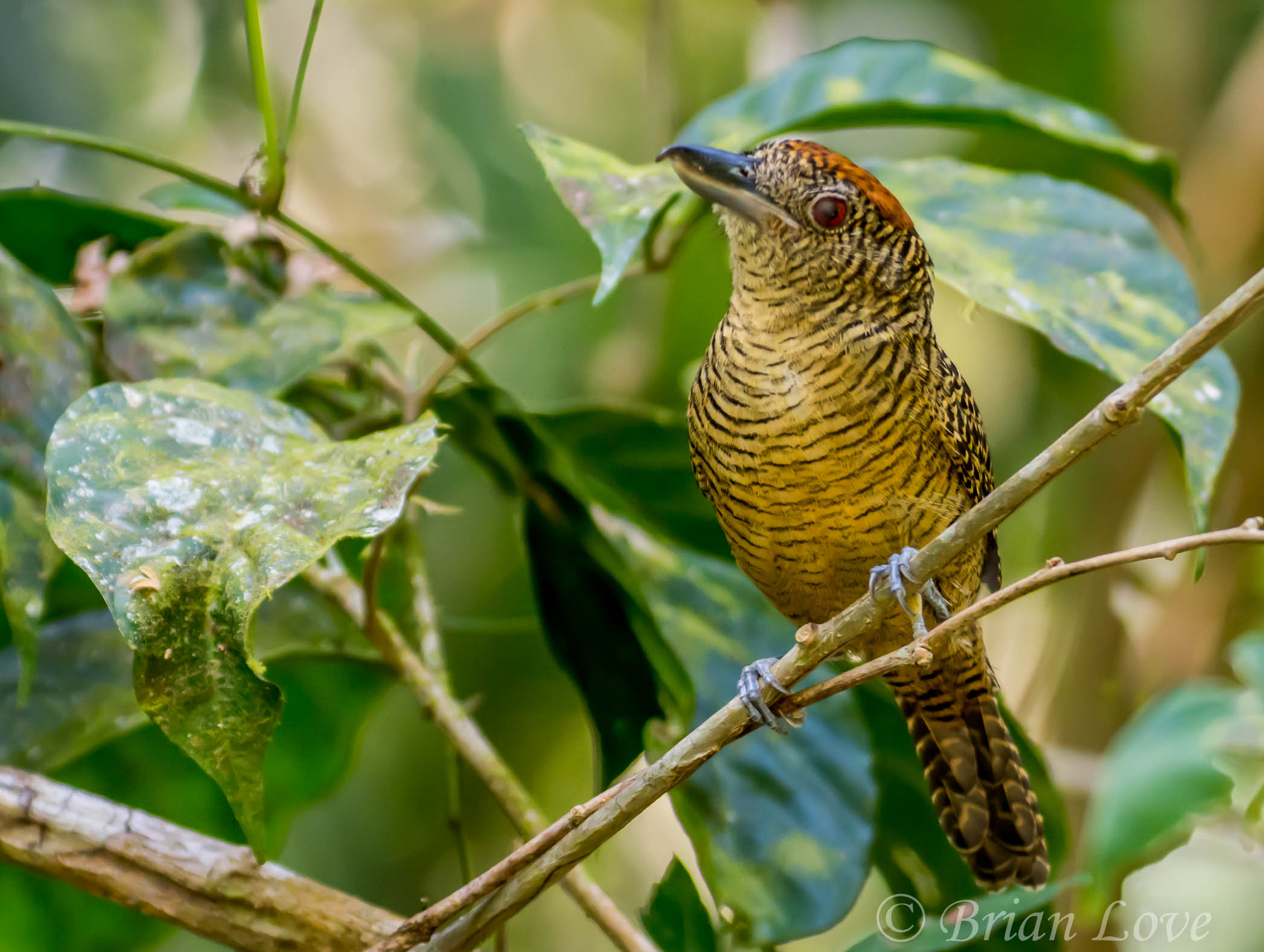 Fasciated Antshrike - Female
