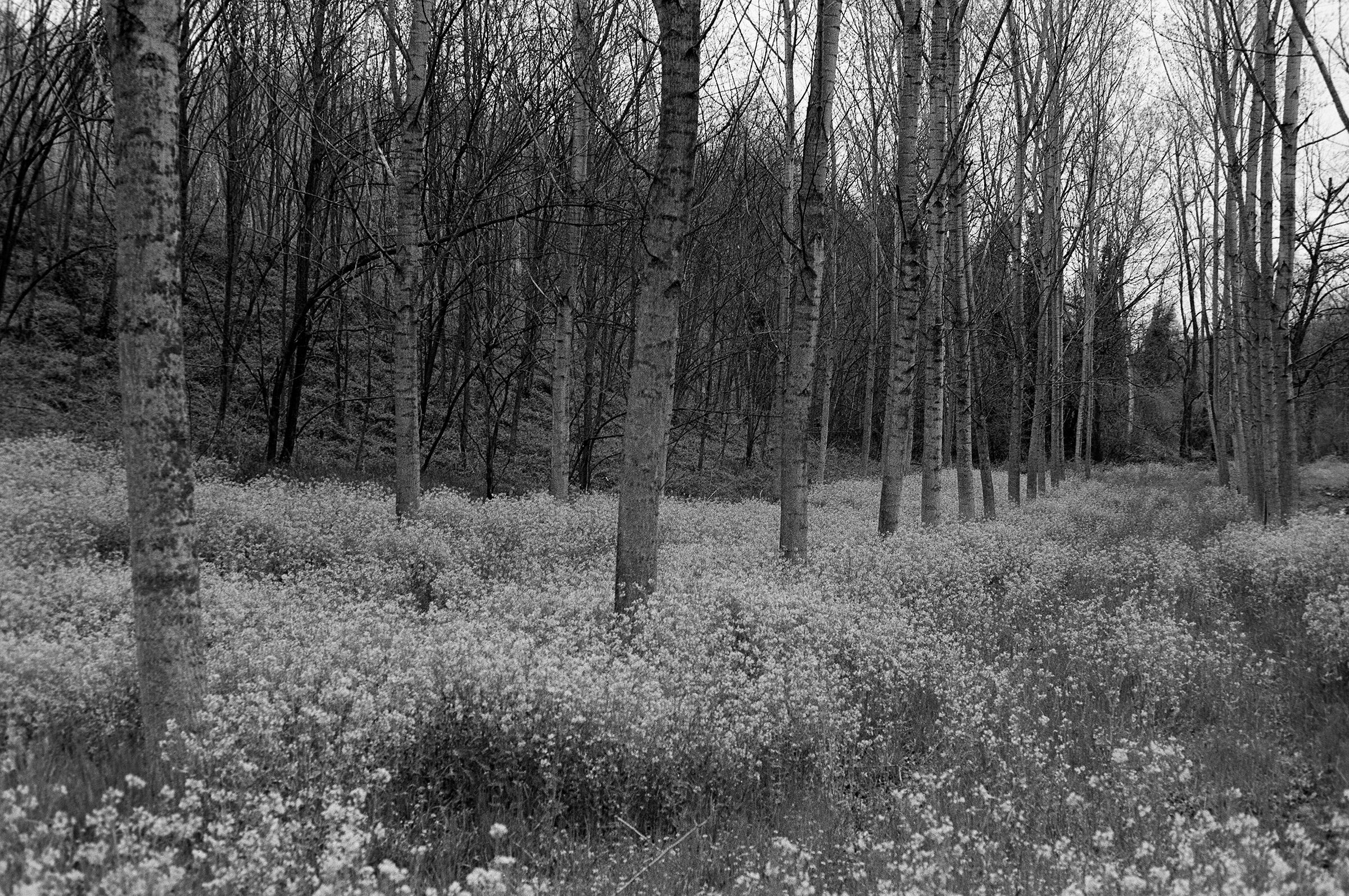 Pioppeto fiorito (versione analogica)