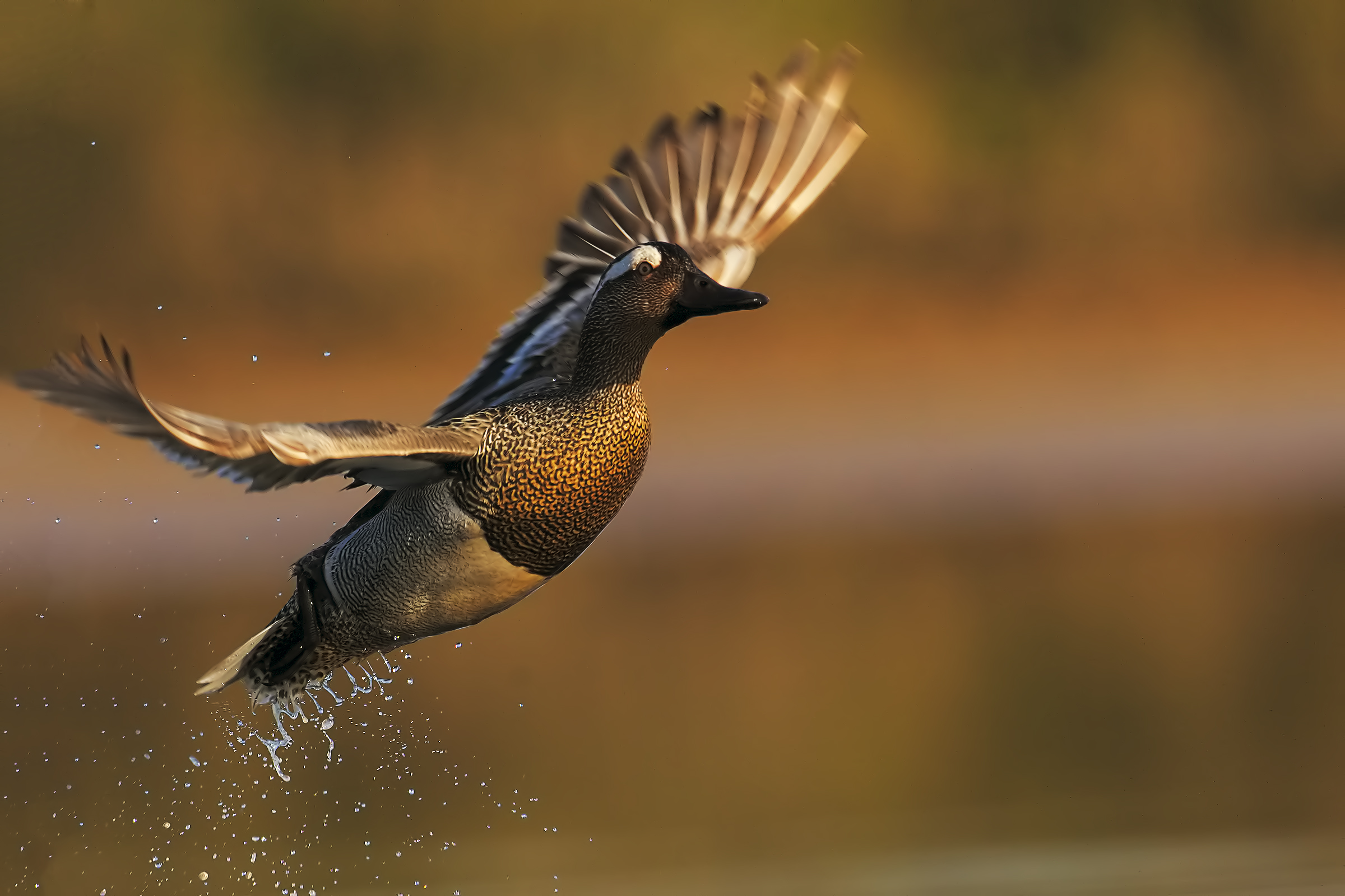 Marzaiole...all'aurora!