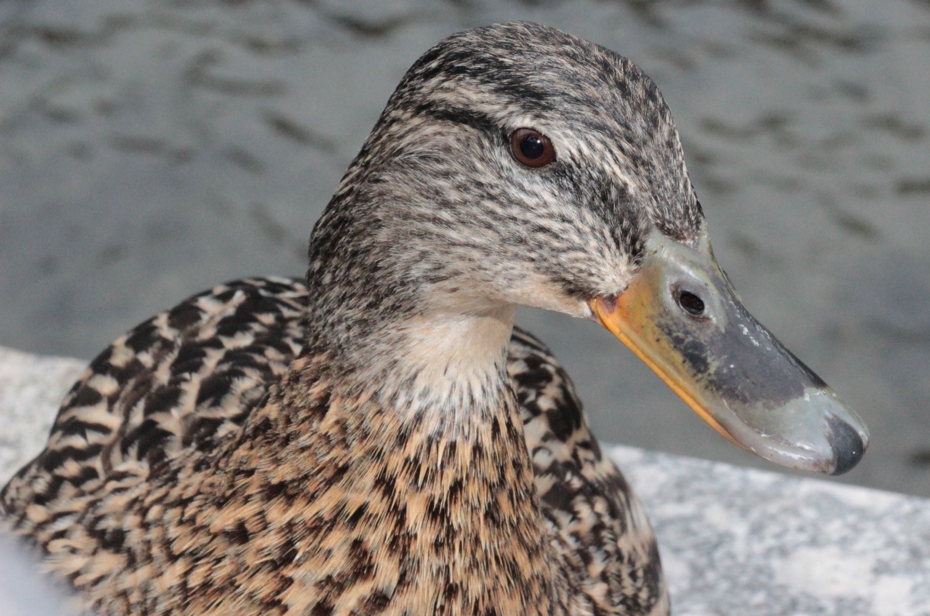 Papere sul lago. Scatto con priorità diaframma