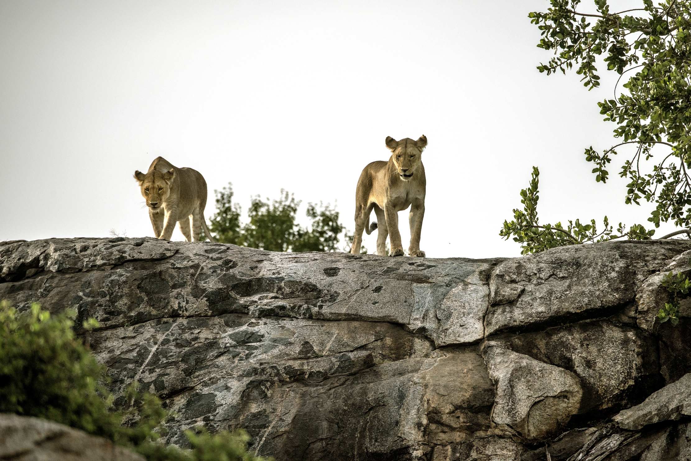 Tanzania 2015 - Kopje