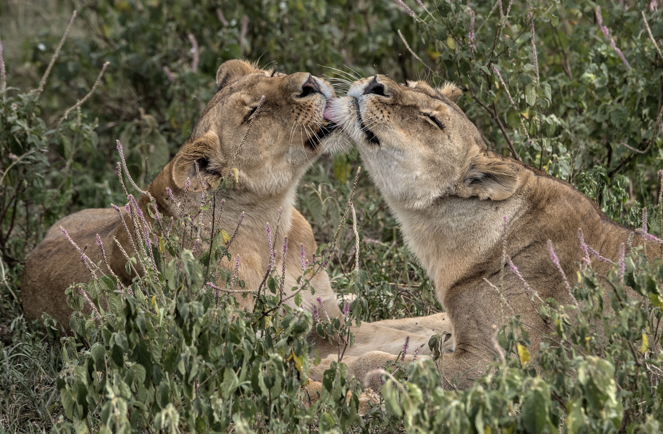 Tanzania 2015 - Coccole