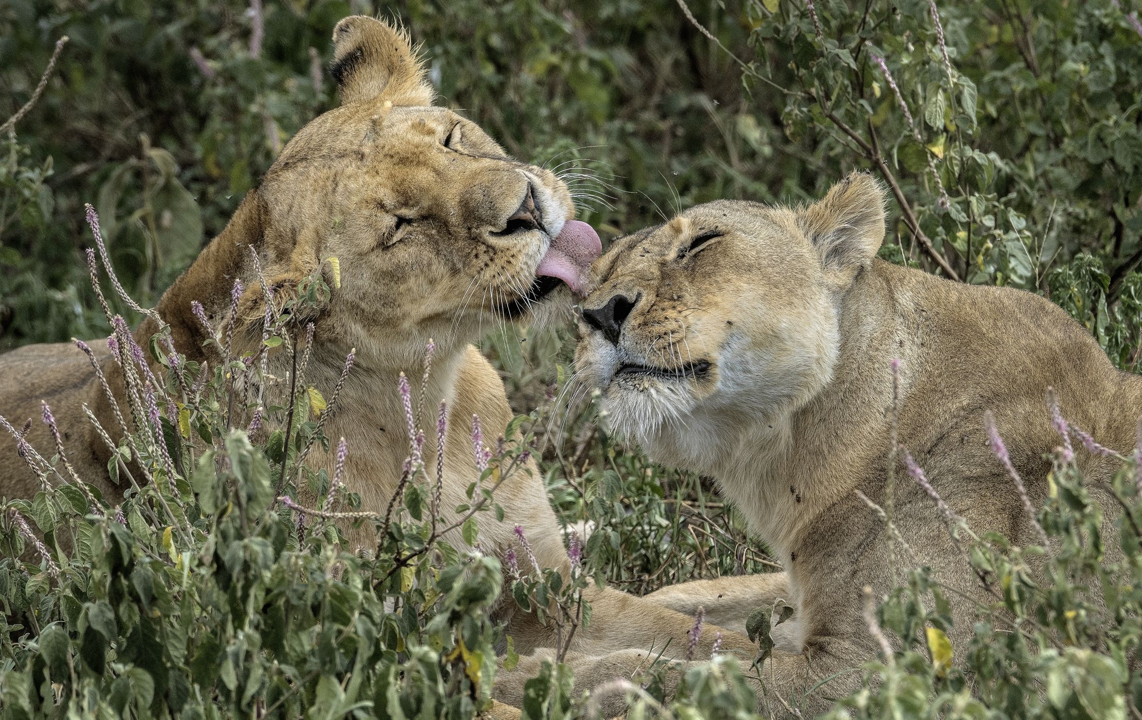 Tanzania 2015 - Coccole