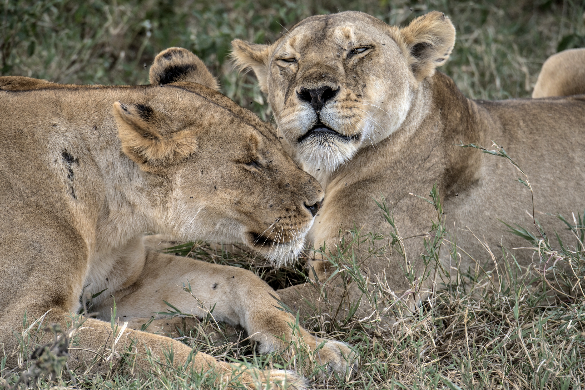 Tanzania 2015 - Coccole