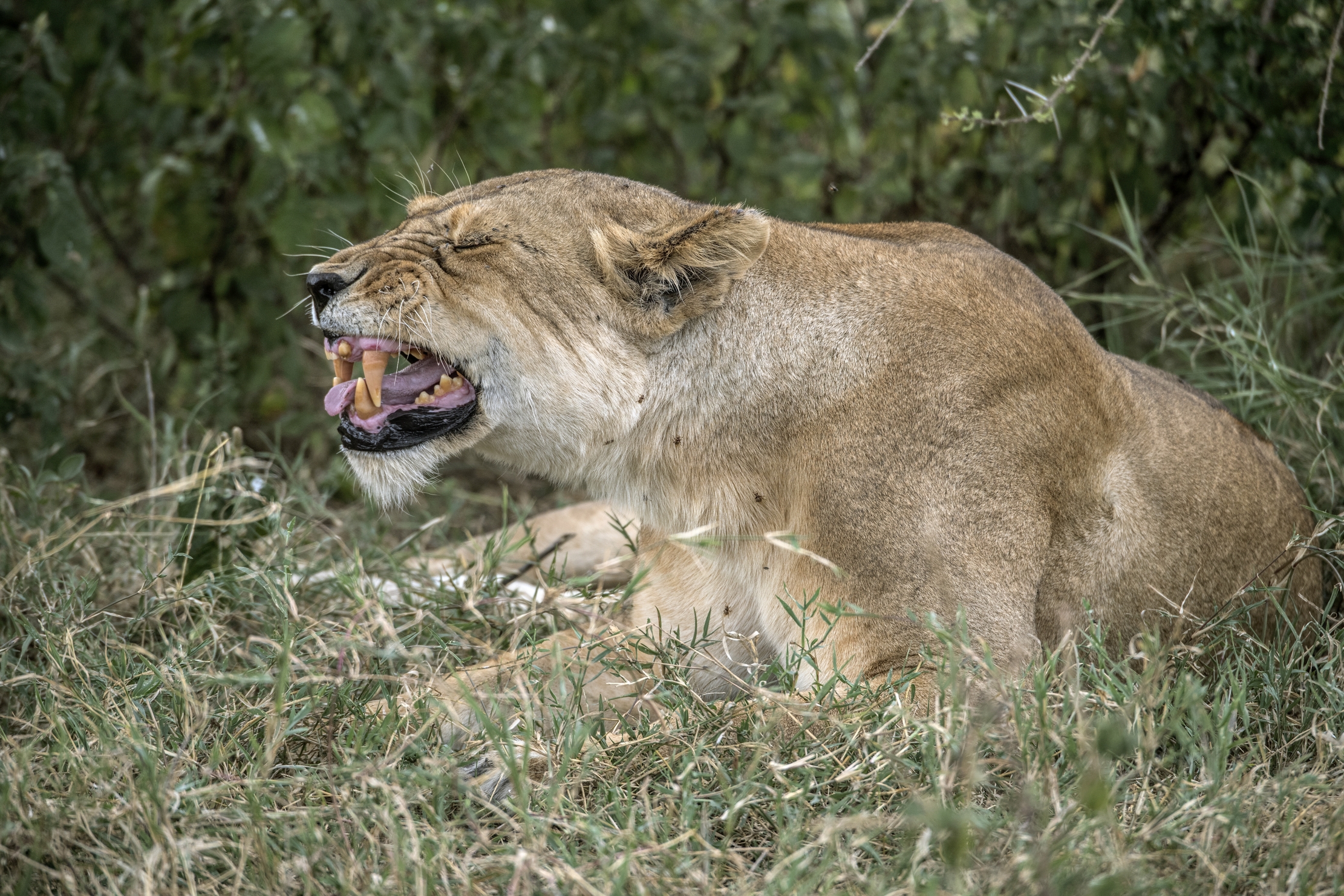 Tanzania 2015 - Ringhio