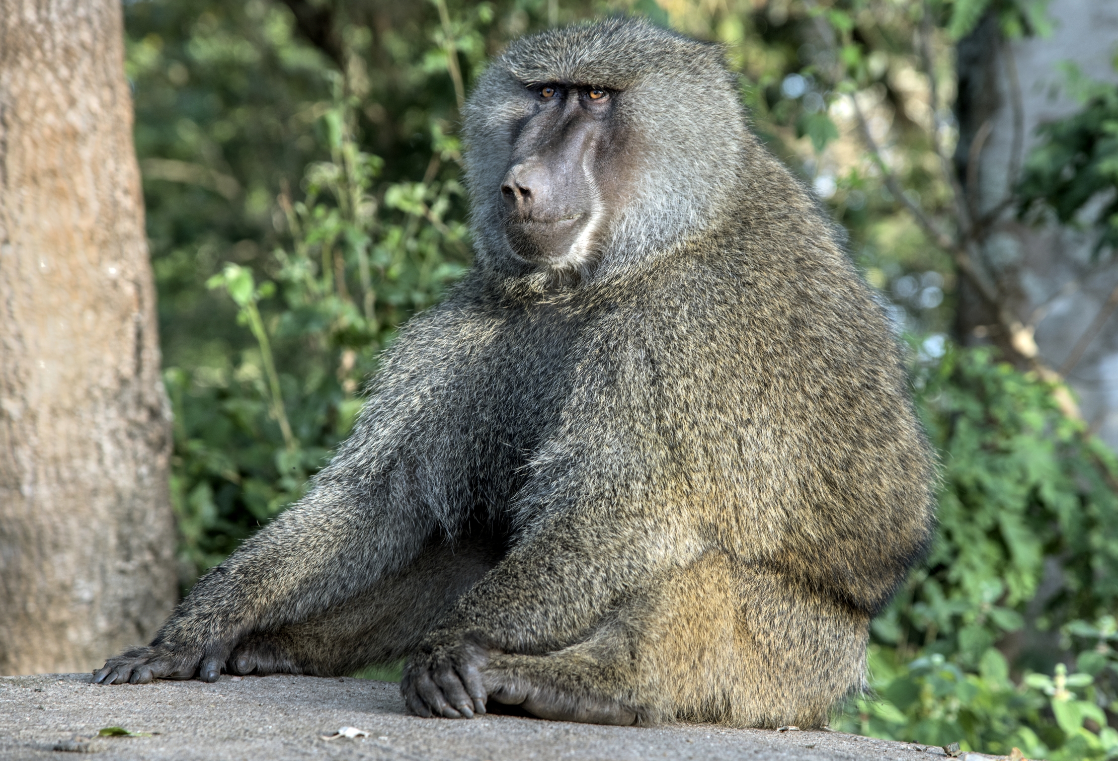 Tanzania 2015 - Baboon