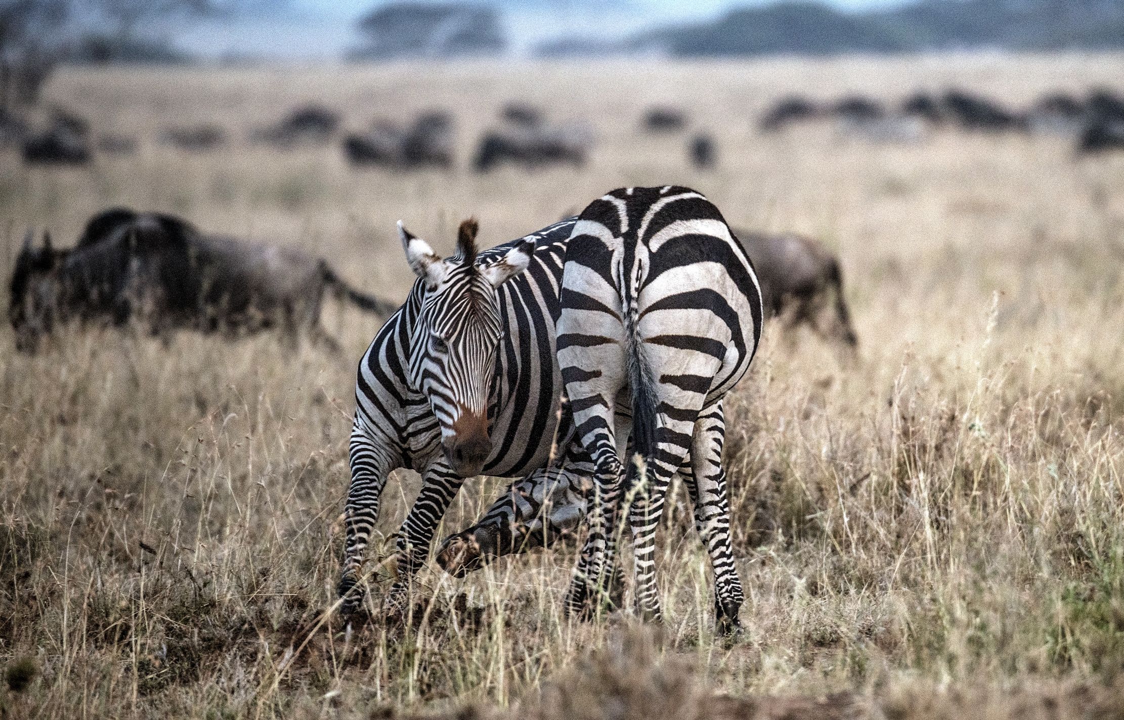 Tanzania 2015 - Zebre all'alba
