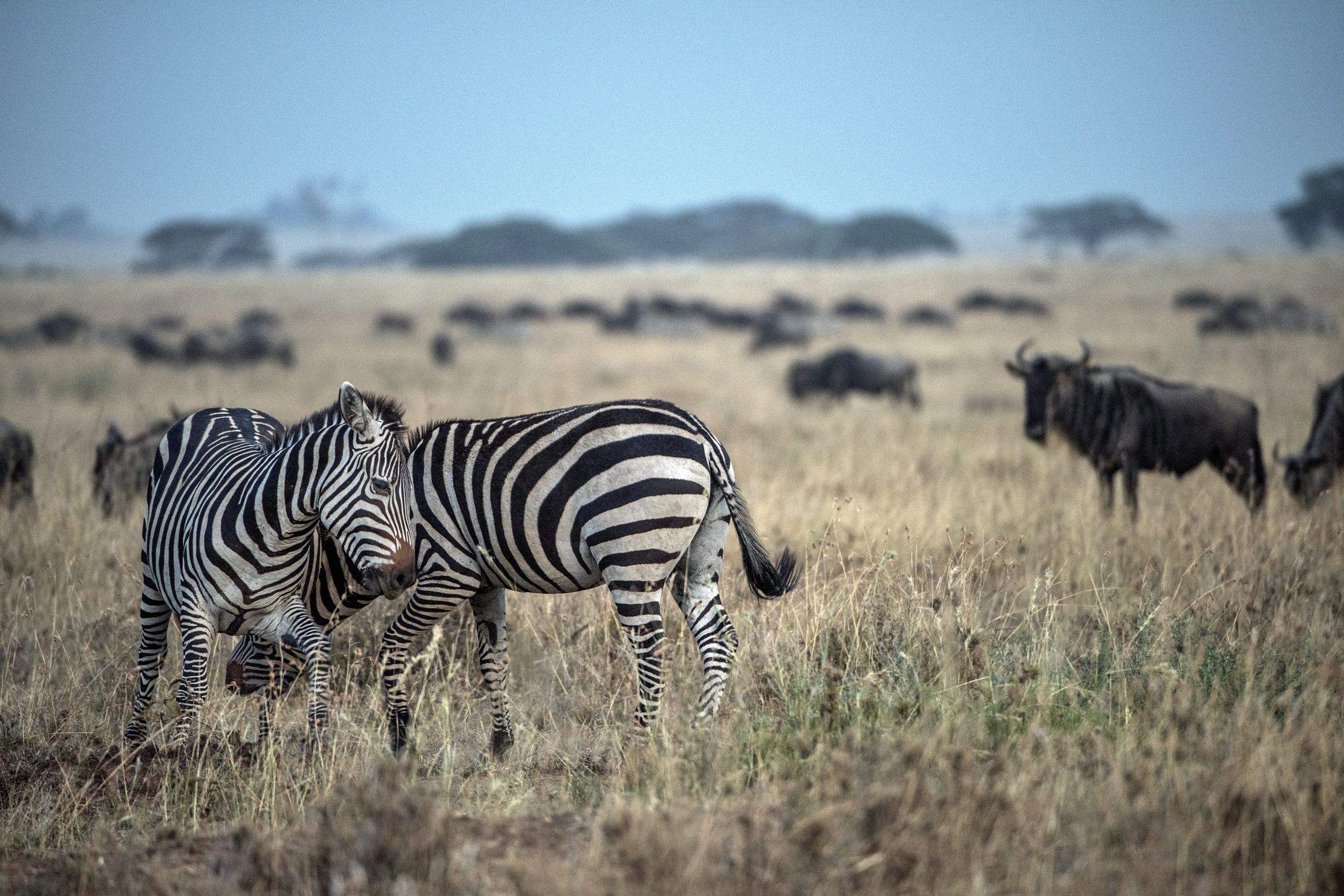 Tanzania 2015 - Zebre all'alba