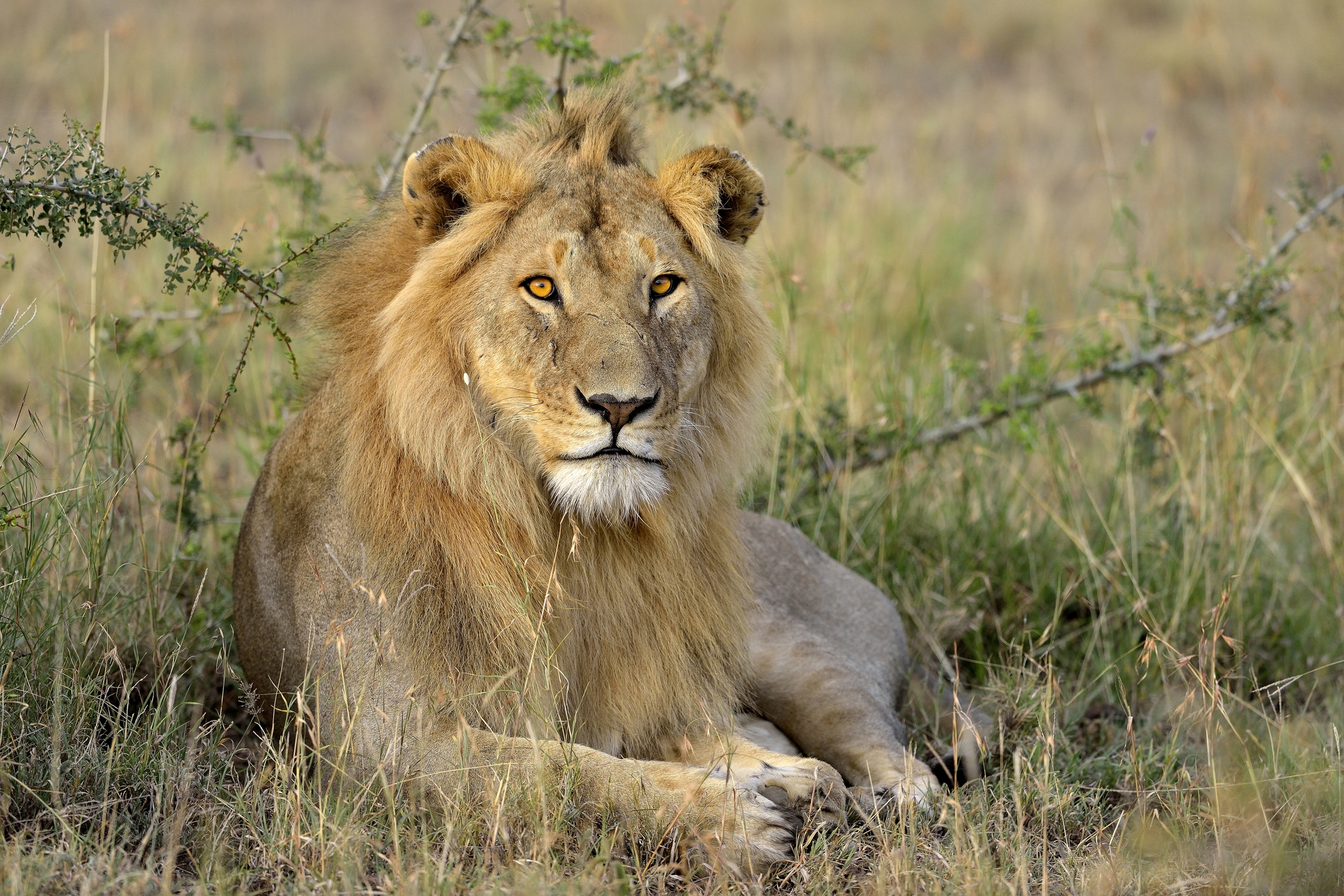 Tanzania 2015 - Il biondo....