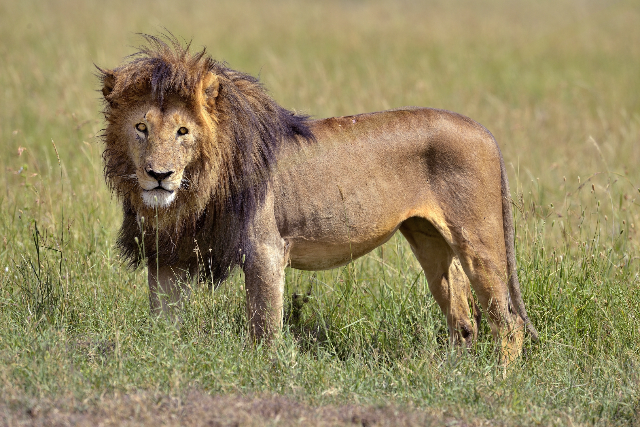 Tanzania 2015 - ....e il bruno